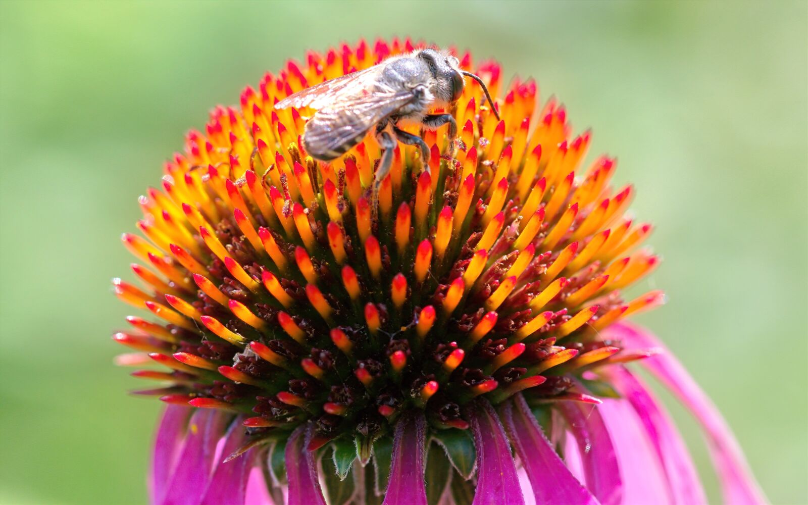 Nikon D5300 sample photo. Bee, flower, petals photography
