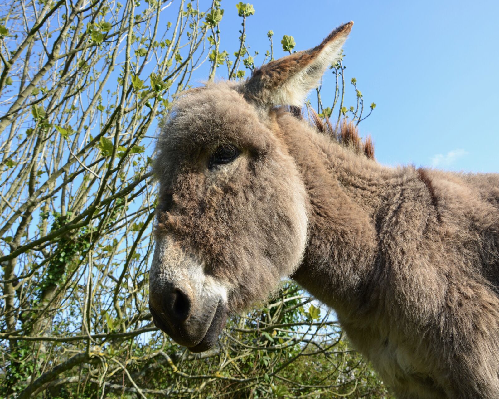 Nikon D5200 sample photo. Donkey, young ass, colt photography