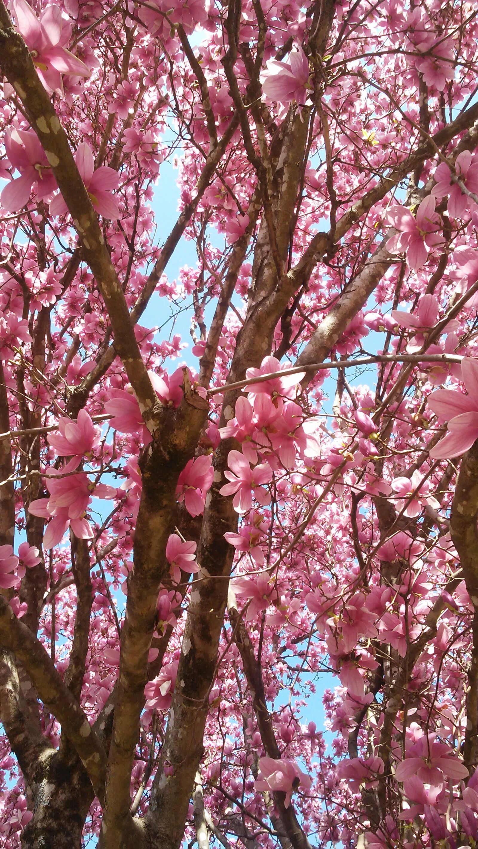 LG X STYLE sample photo. Tree, branch, cherry photography