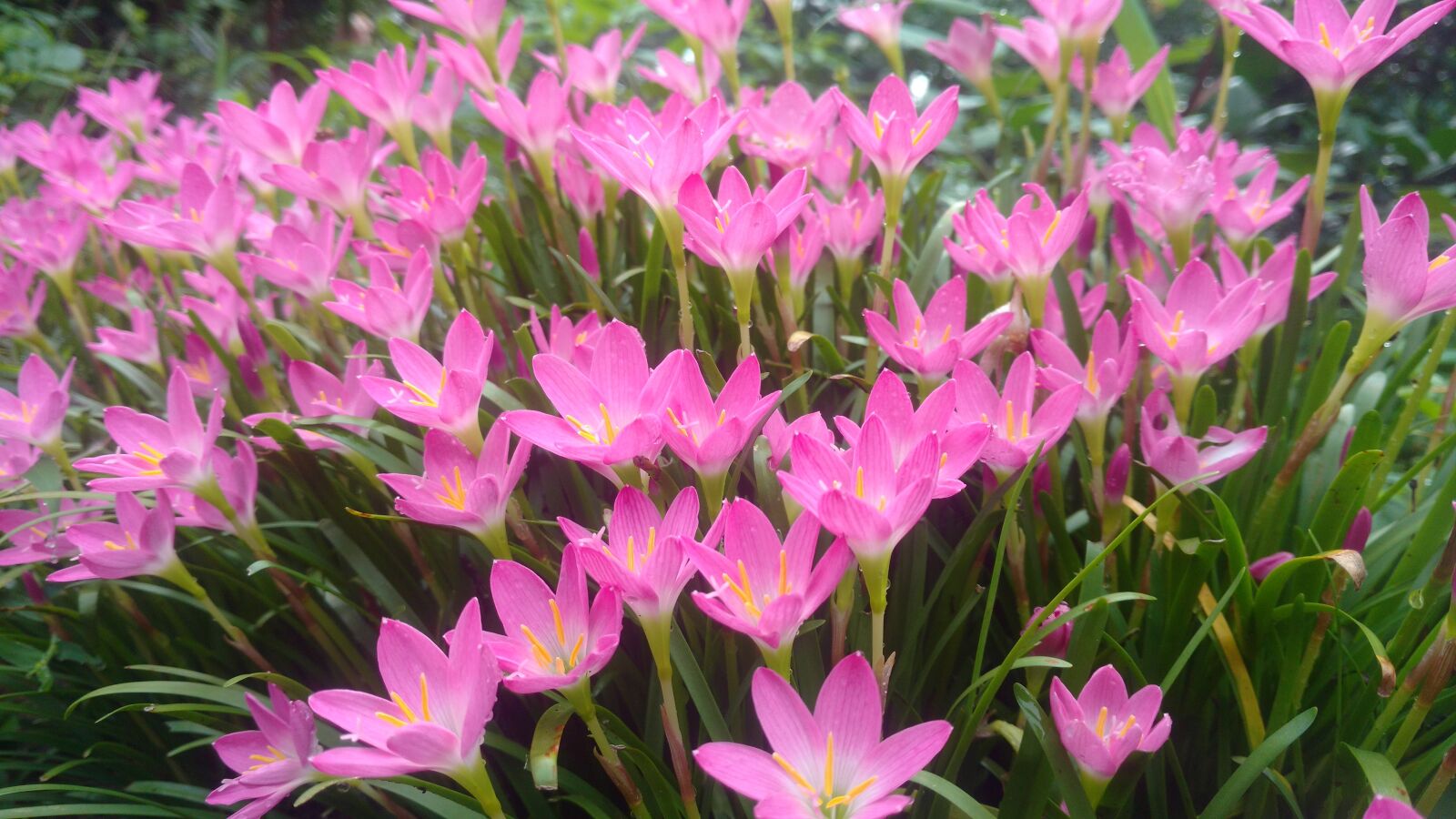 Motorola Moto X Play sample photo. Rain lily, wildflower, nature photography