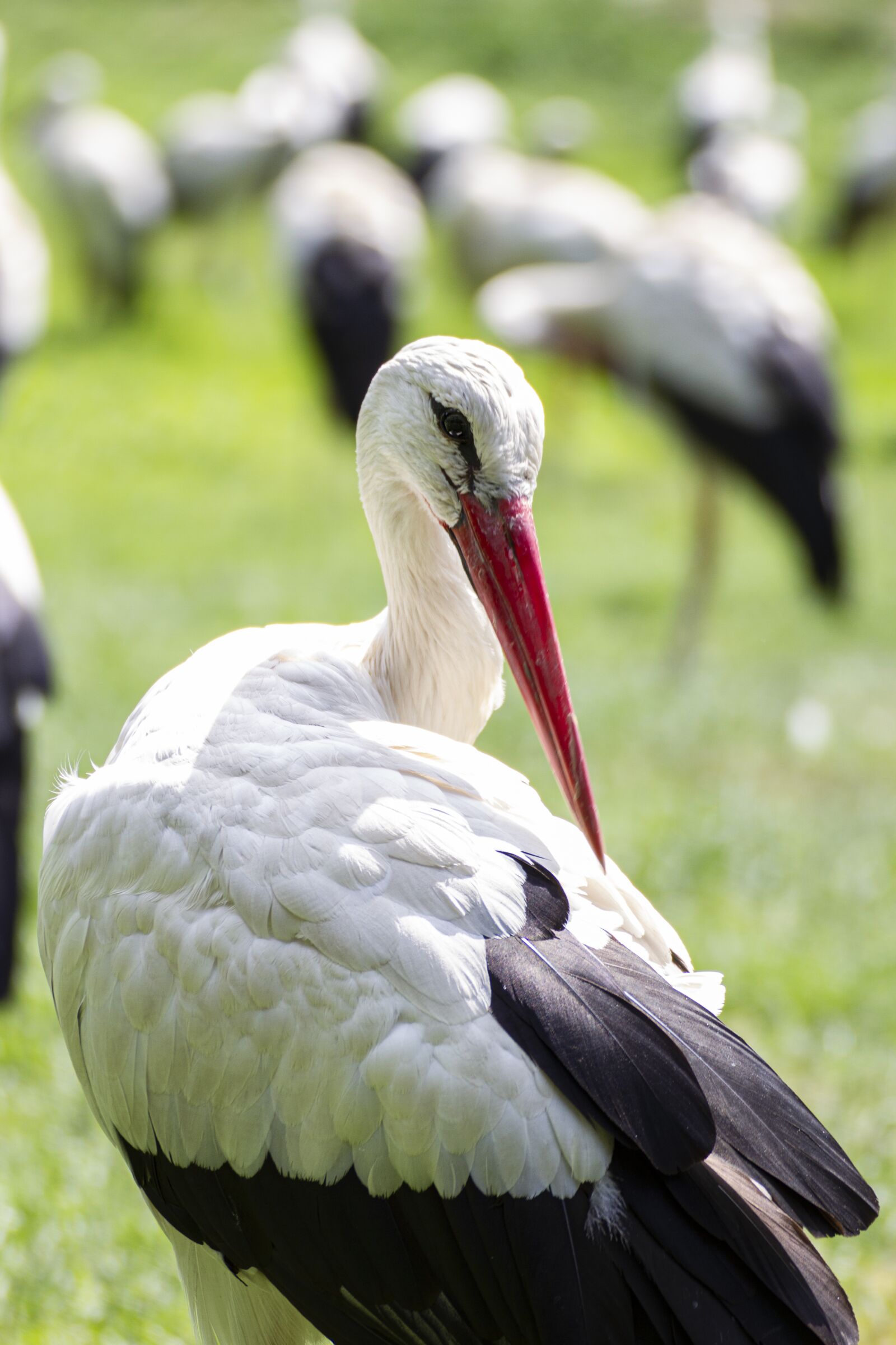 Canon EOS 7D sample photo. Stork, bird, nature photography