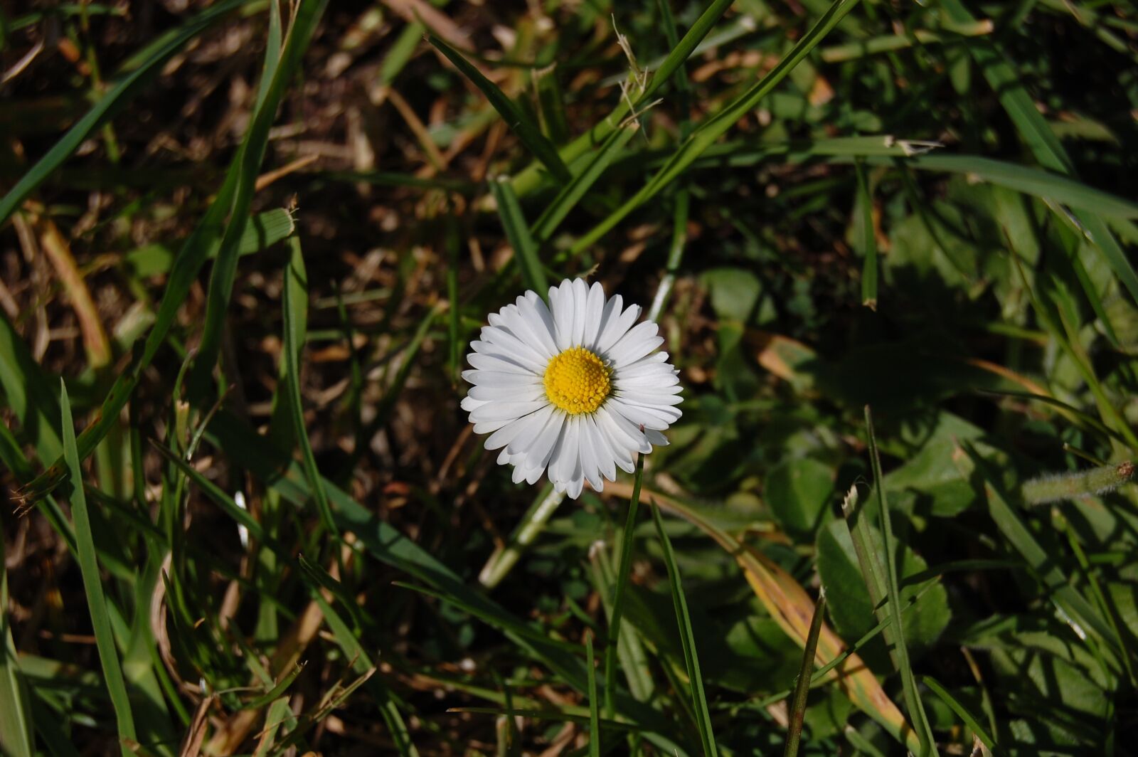 Nikon D40 sample photo. Daisy, grass, white photography