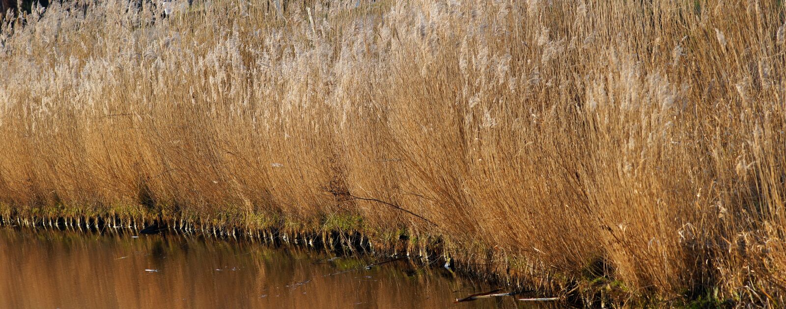 Sony a99 II + Minolta AF 200mm F2.8 HS-APO G sample photo. Bank, reed, nature photography