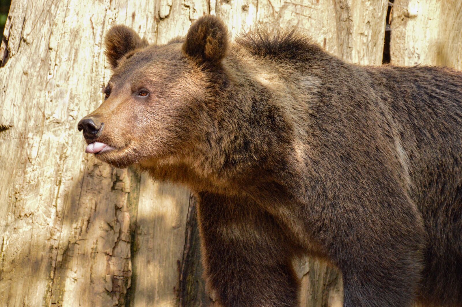 Nikon D3200 sample photo. Animal, bear, nature photography