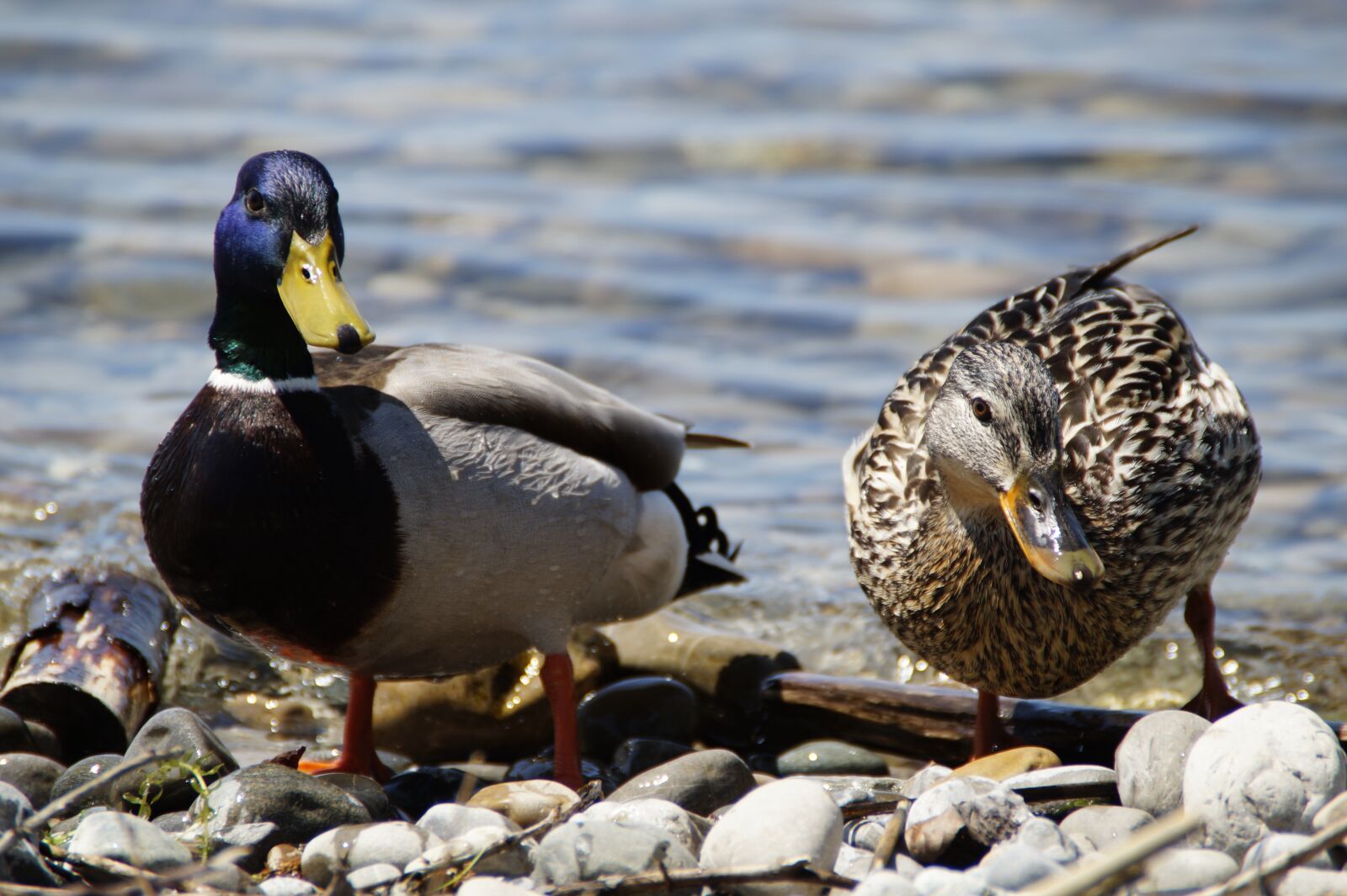 Sony SLT-A58 sample photo. Ducks, mallards, birds photography