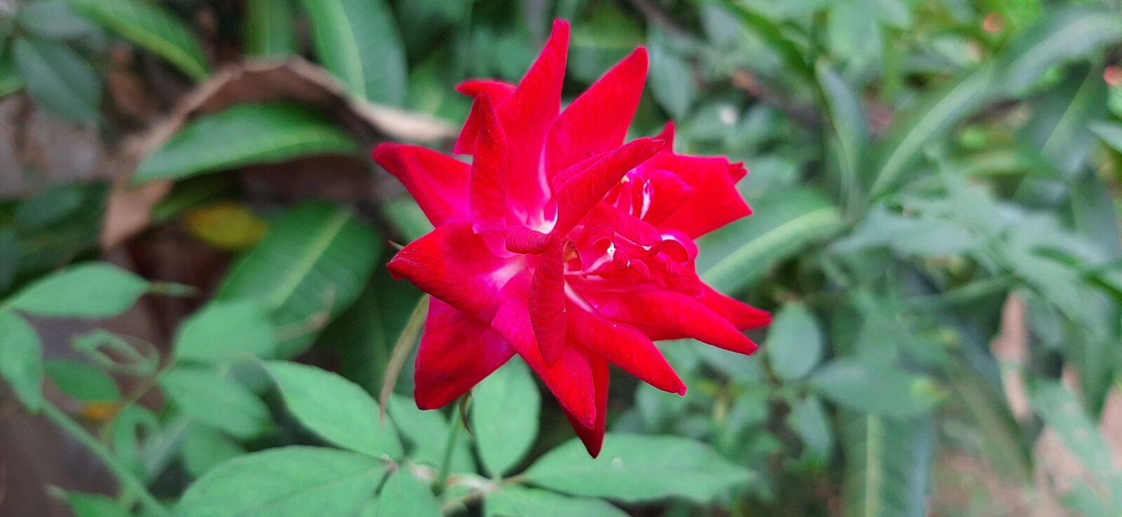 Samsung SM-A307FN sample photo. Buetiful, red, fresh photography