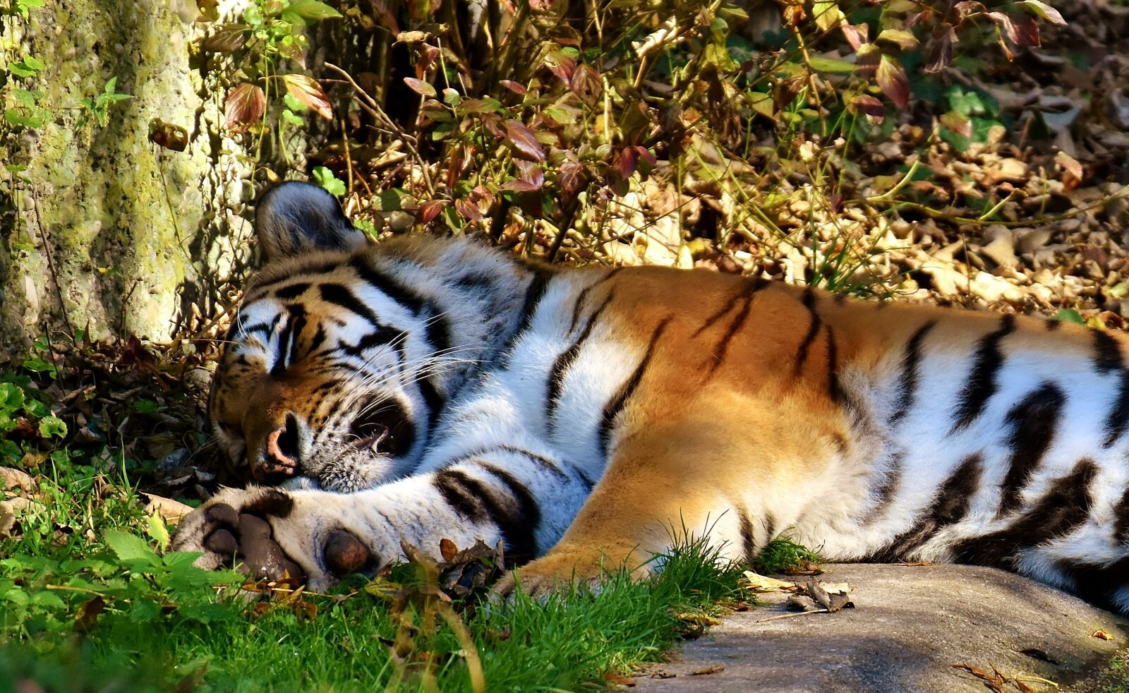 Nikon D7200 sample photo. Tiger, predator, lurking photography