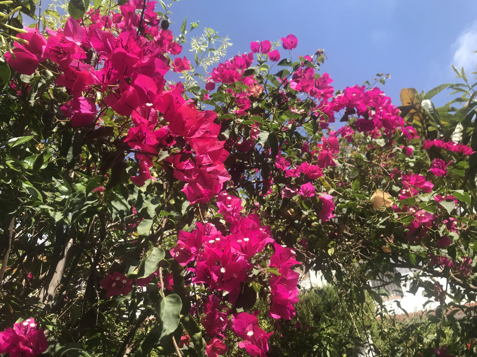 iPhone 7 back camera 3.99mm f/1.8 sample photo. Flowers, red, sky photography