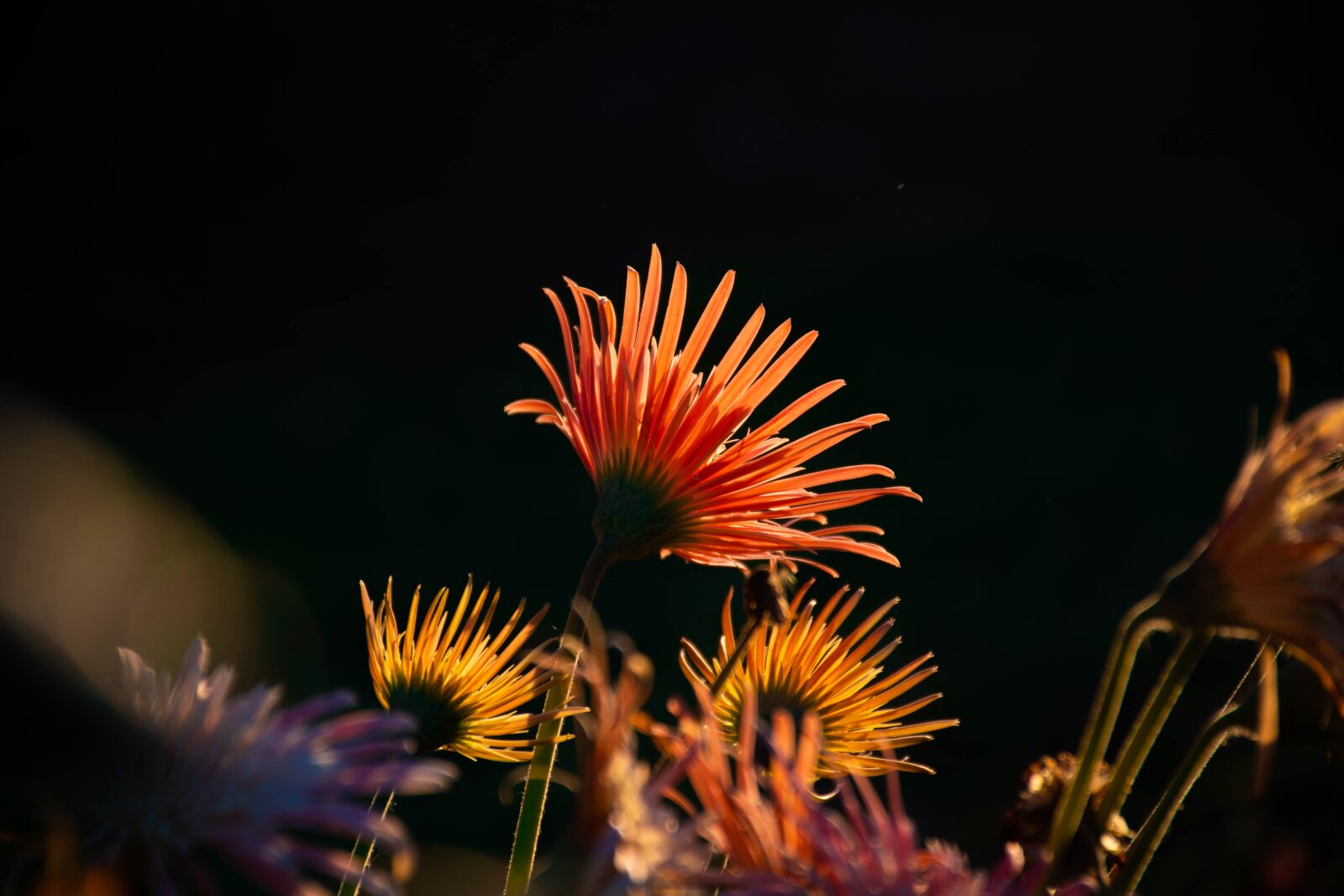 Nikon D7200 sample photo. Flowers, plants, bloom photography