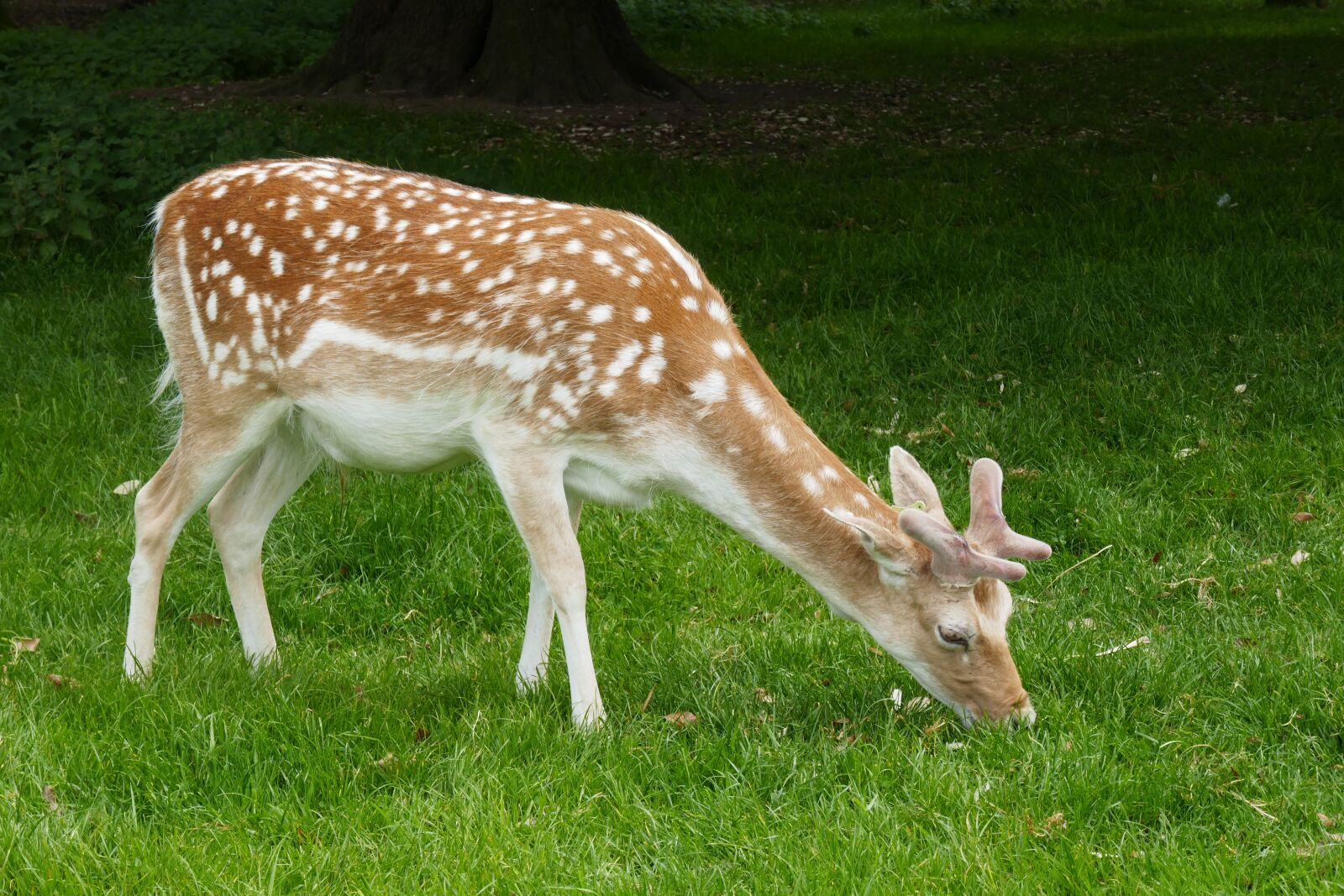 Panasonic Lumix DMC-ZS100 (Lumix DMC-TZ100) sample photo. Deer, park, nature photography