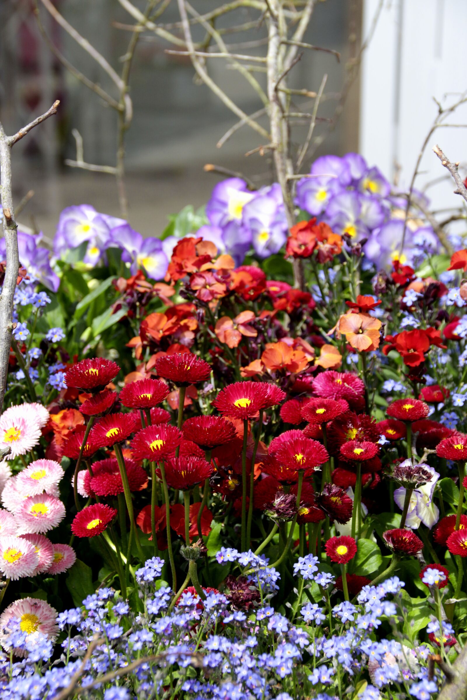 Canon EOS 700D (EOS Rebel T5i / EOS Kiss X7i) sample photo. Tausendsch n, bellis, multiannual photography