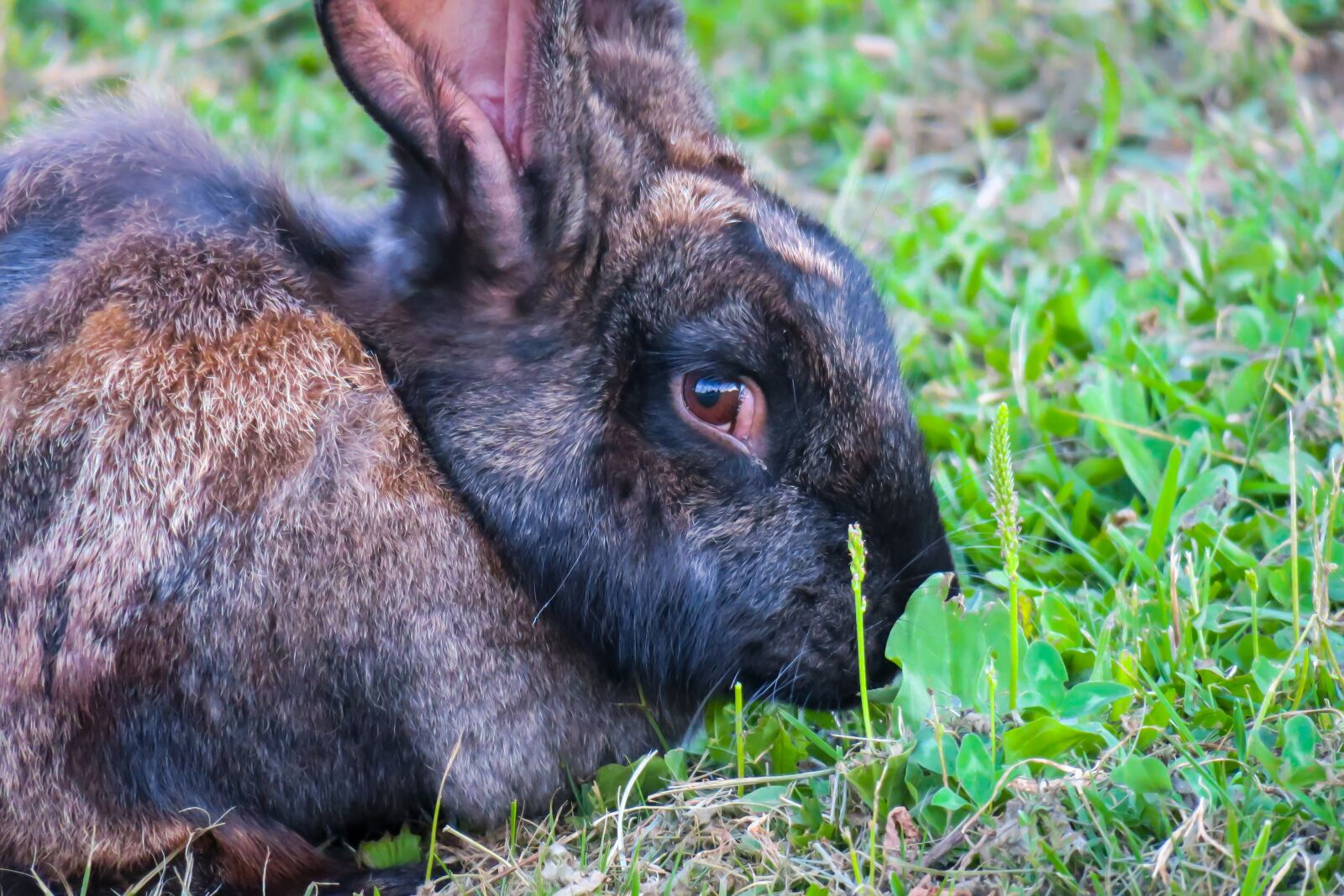 Canon PowerShot G3 X sample photo. Hare, eat, rabbit photography