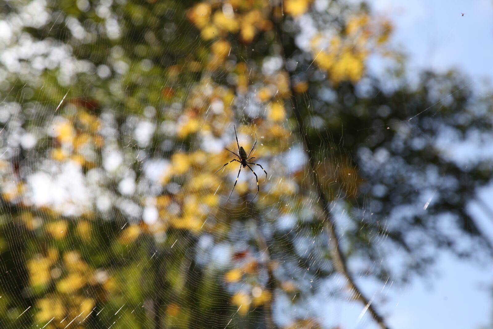 Canon EOS 5D Mark II sample photo. Spider, nature, insect photography