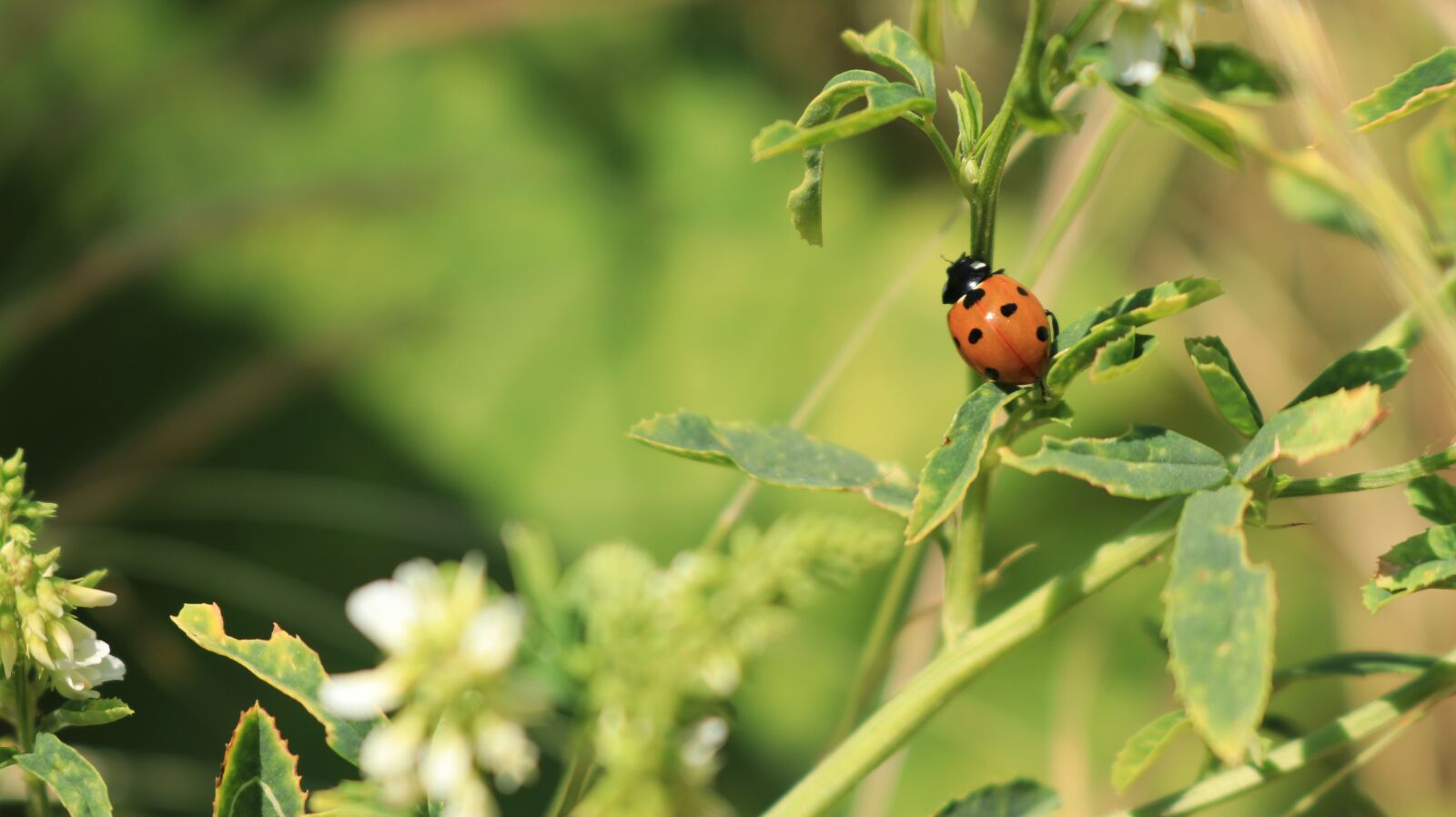 Canon EOS 80D sample photo. Ladybug, summer, nature photography