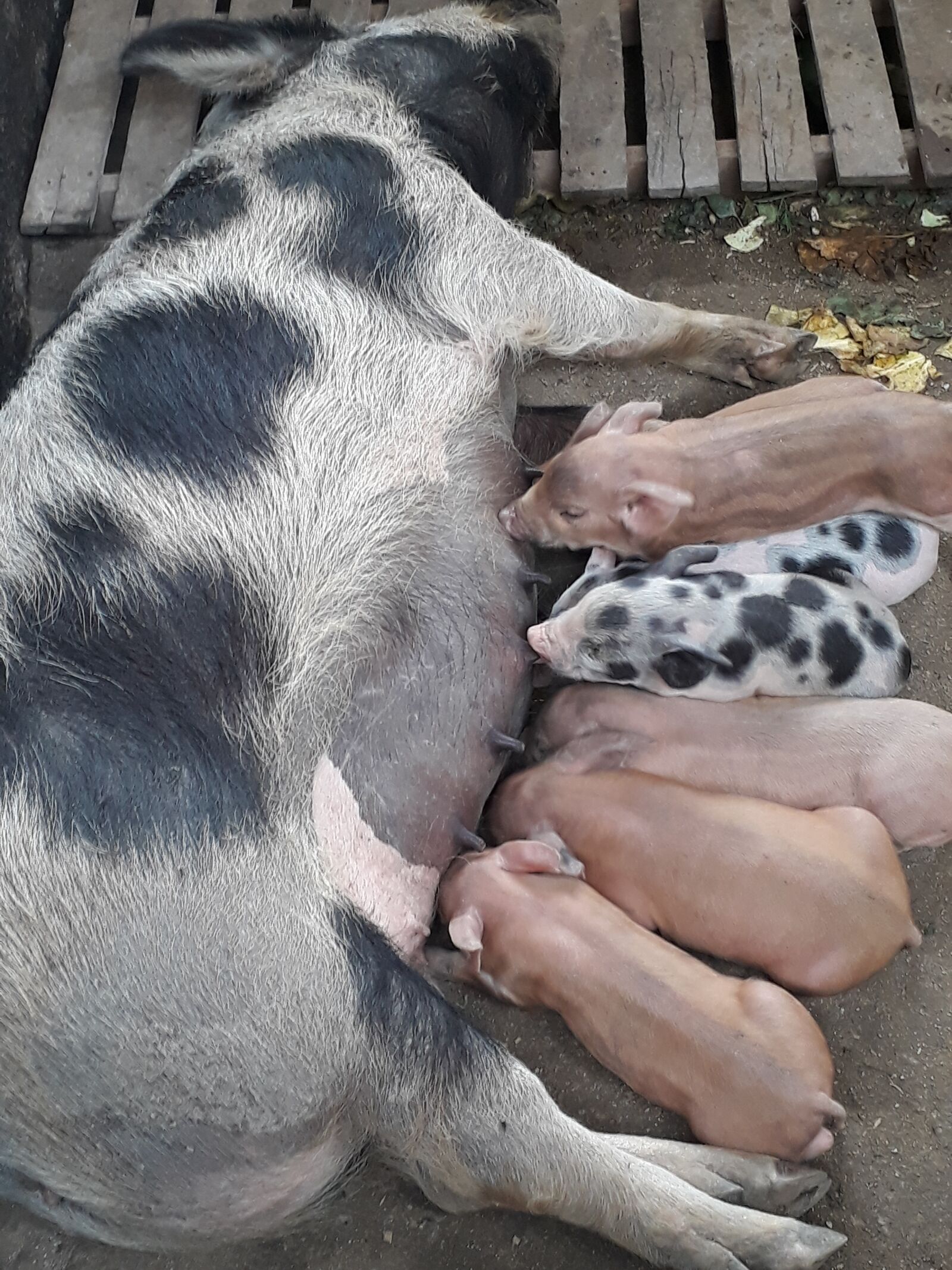 Samsung Galaxy J5 Prime sample photo. Pigs, piglet, nursing photography