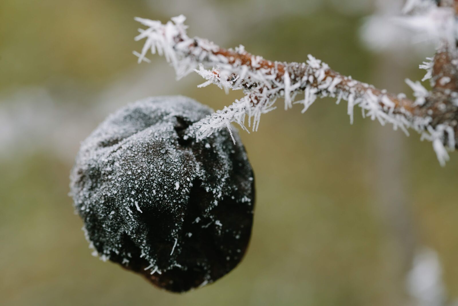 Canon EF 100mm F2.8 Macro USM sample photo. Cold, frozen, plum, twig photography