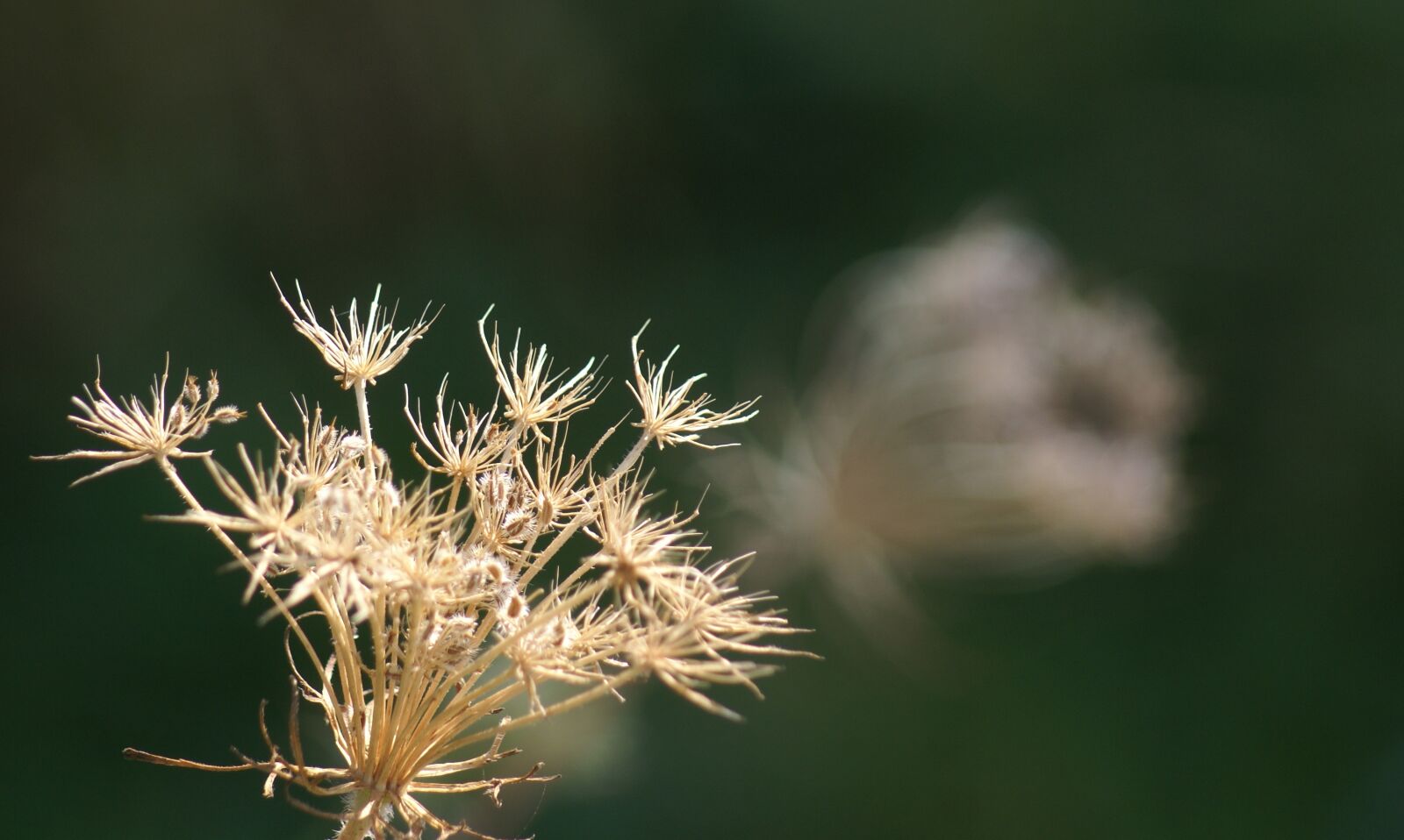 Sony Alpha DSLR-A100 sample photo. Green, grasses, forest photography
