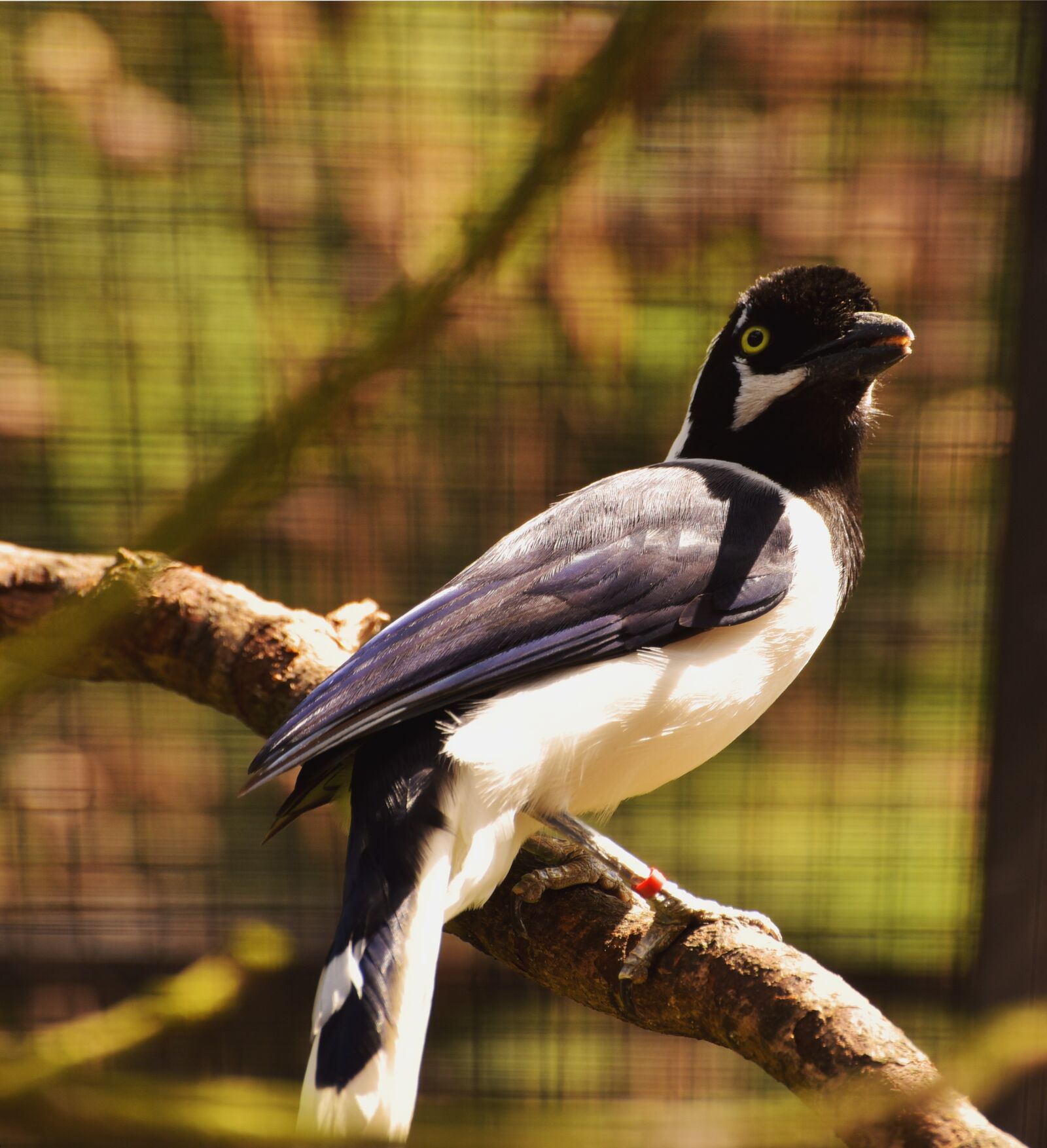 Nikon D750 sample photo. Bird, colorful, funny photography