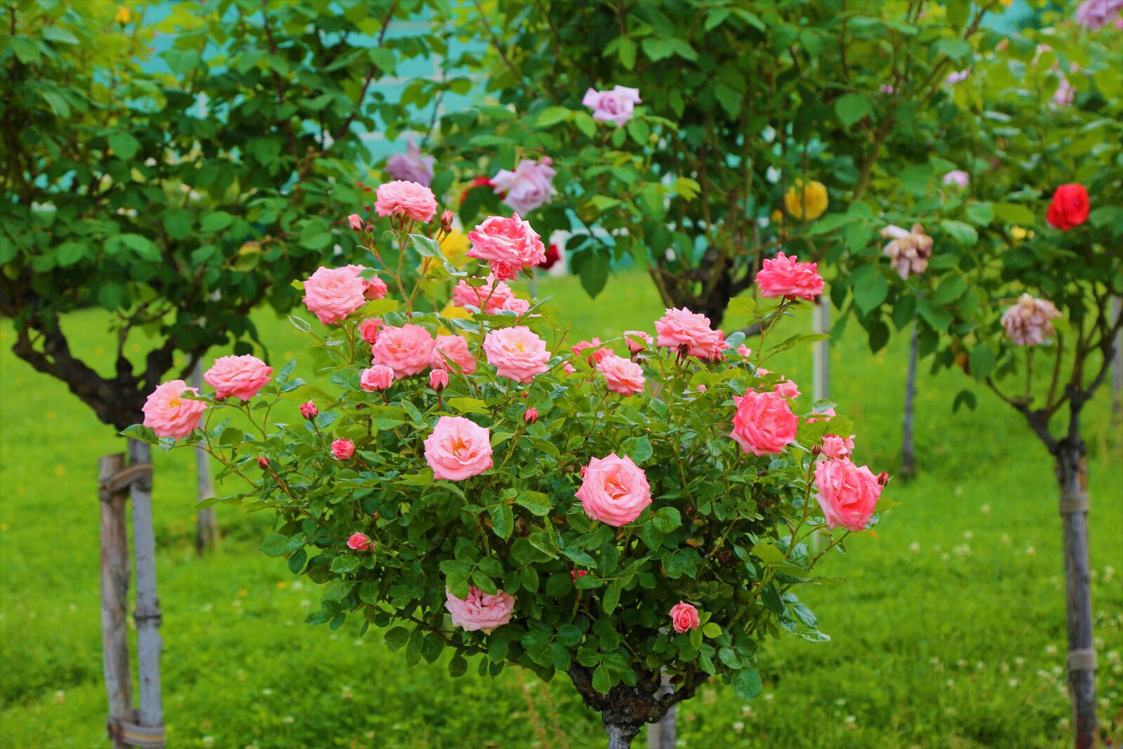Canon EF 24-105mm F4L IS USM sample photo. Roses, rose, spring photography