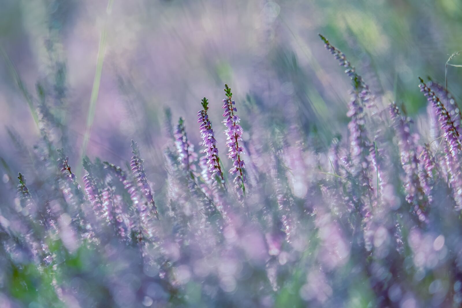 Fujifilm XF 55-200mm F3.5-4.8 R LM OIS sample photo. Flower, erika, blossom photography