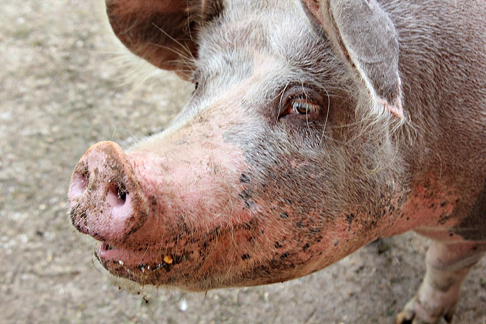 Canon EOS 60D sample photo. Piglet, sow, pig photography