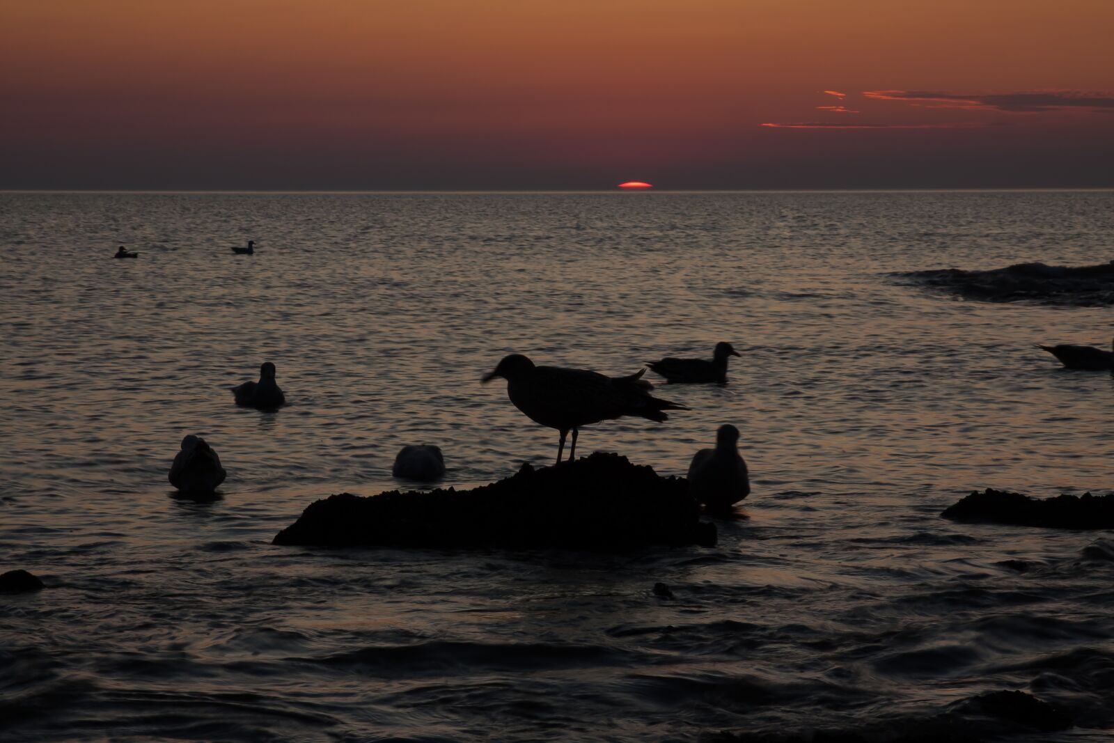 Canon EOS 50D sample photo. Gulls, north sea, sunset photography