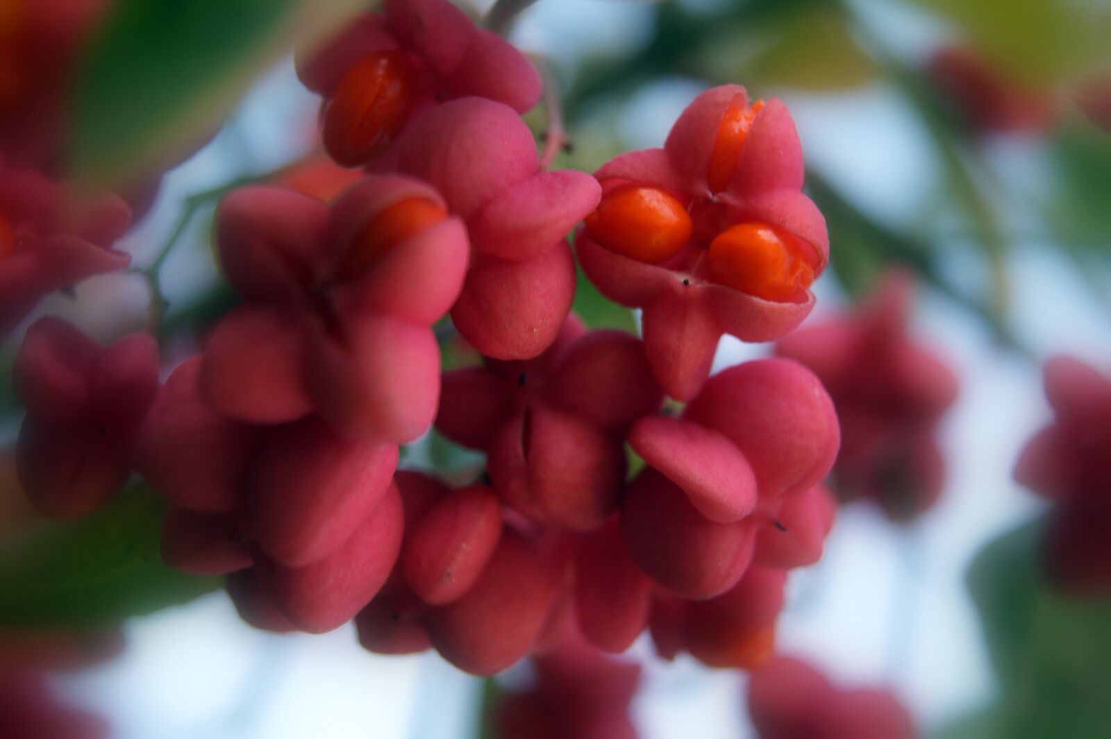 Sony DT 18-55mm F3.5-5.6 SAM II sample photo. Flower, nature, blossom photography