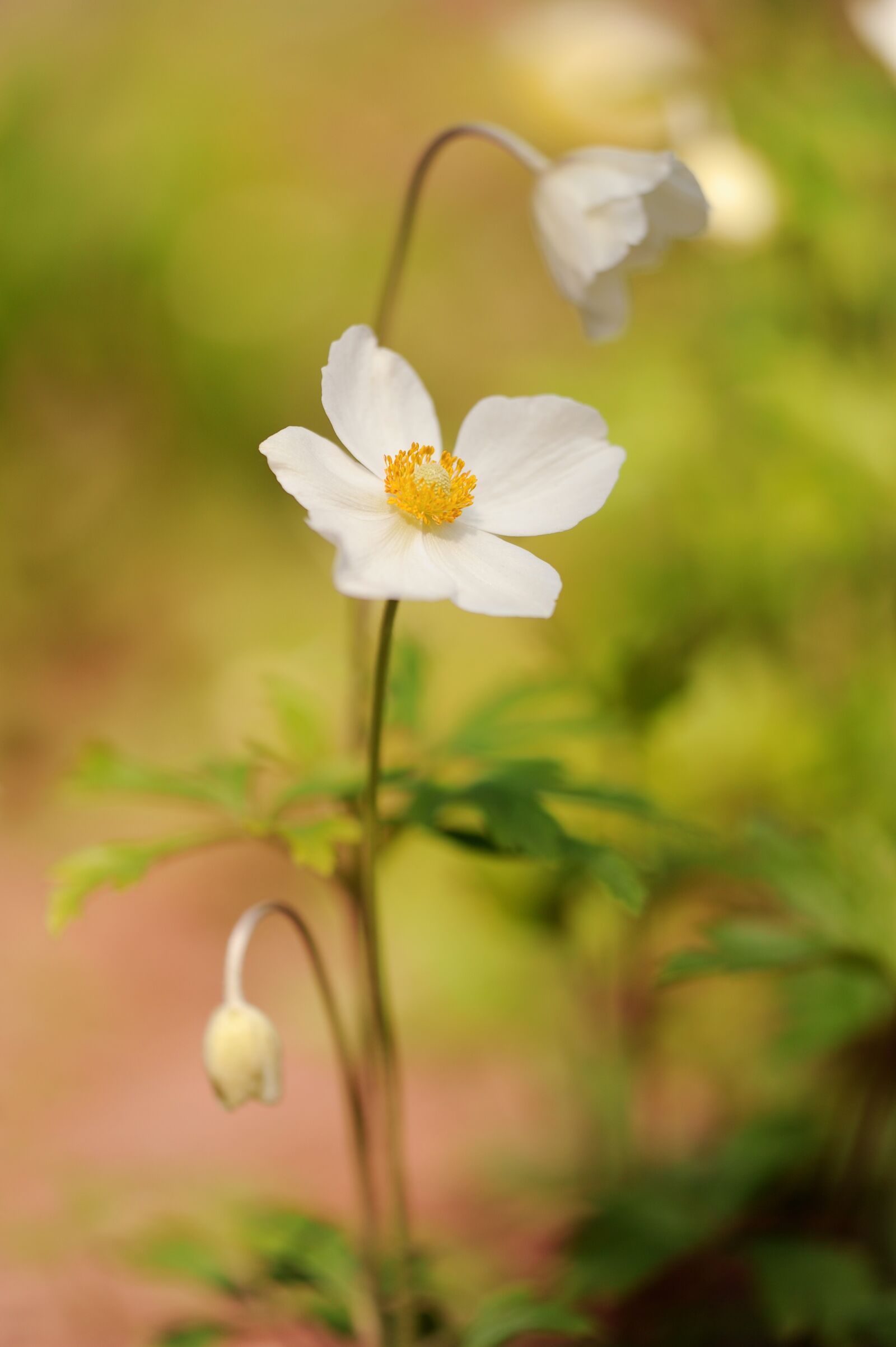 Nikon D3S sample photo. Flower, anemone, blossom photography