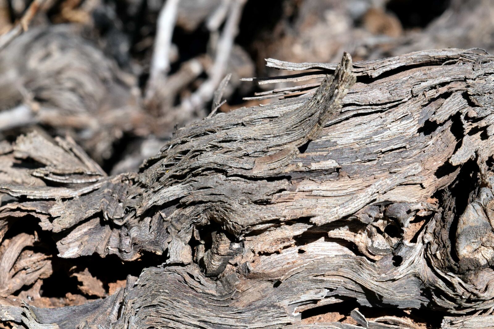 Nikon D3300 sample photo. Bark, wood, nature, dry photography
