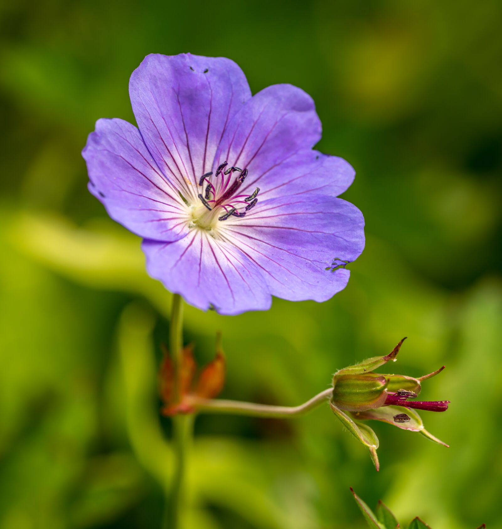 Nikon D800E sample photo. Flower, violet, purple photography