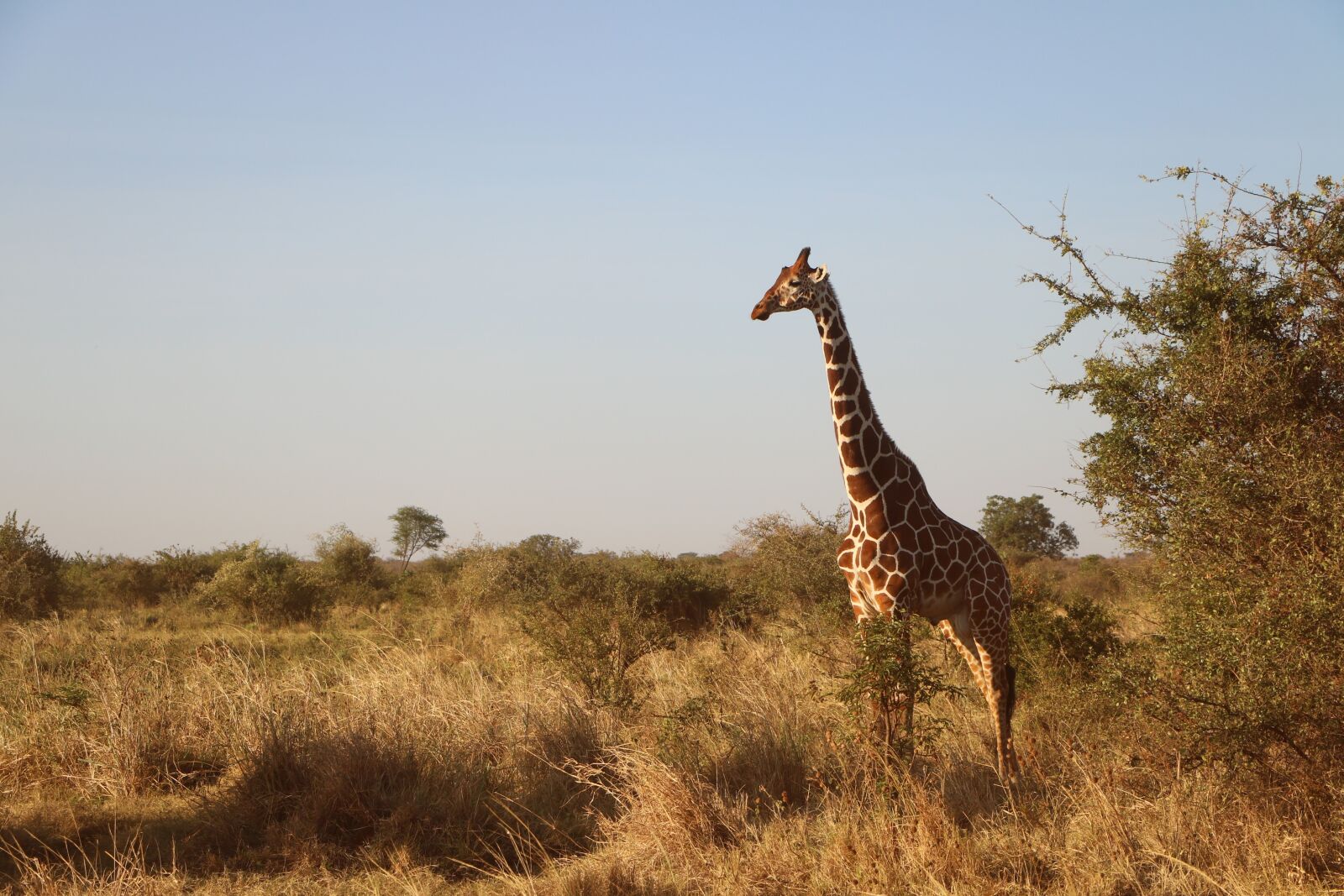 Canon EOS 760D (EOS Rebel T6s / EOS 8000D) sample photo. Giraffe, wildlife, safari photography