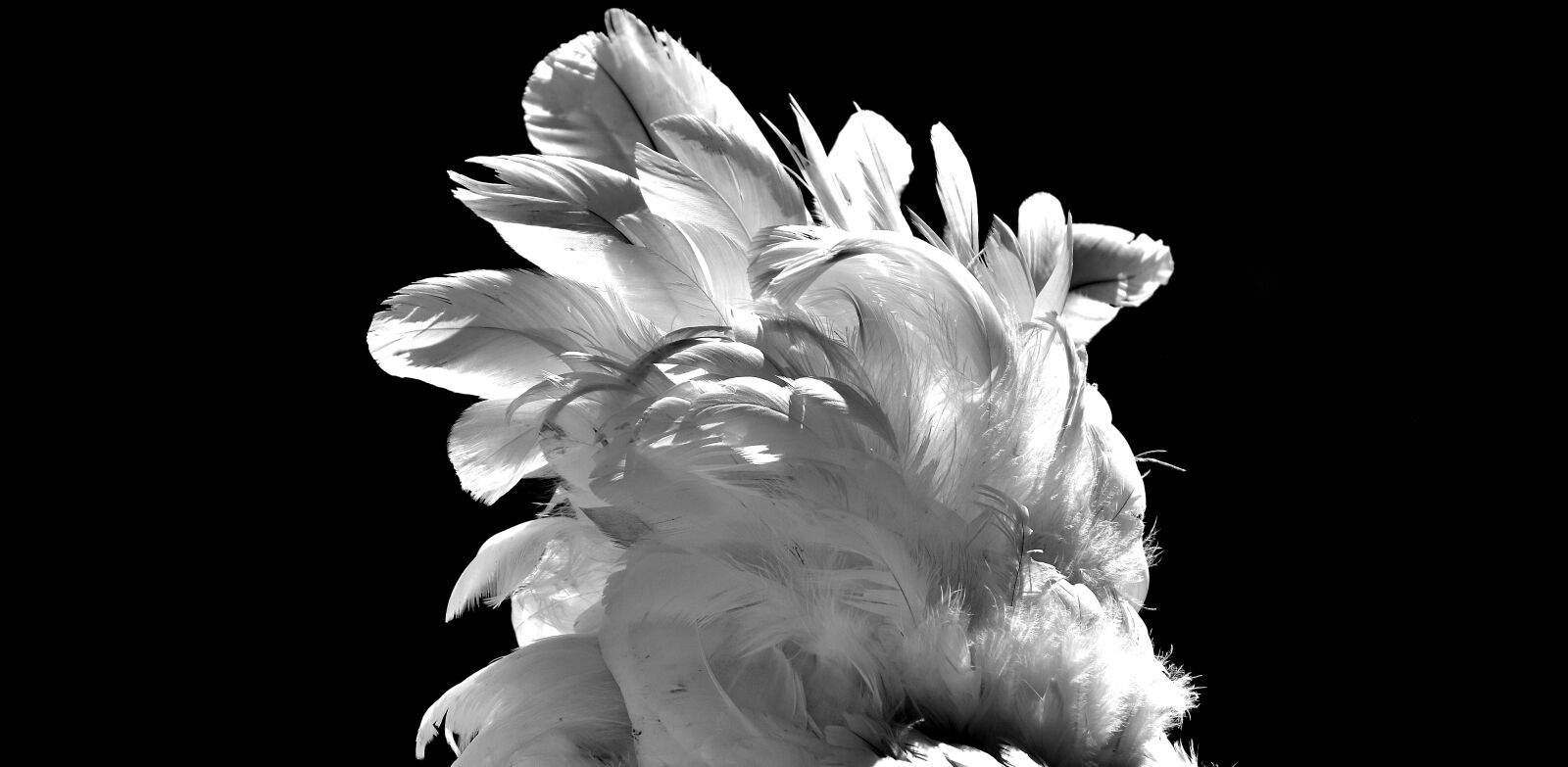 Nikon D7200 sample photo. Feather, chicken, white photography