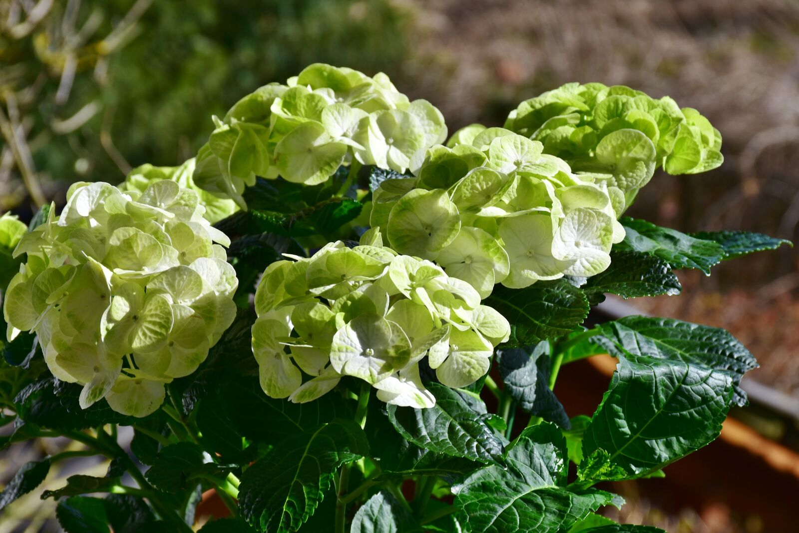 Nikon D7200 sample photo. Hydrangeas, flowers, yellow photography