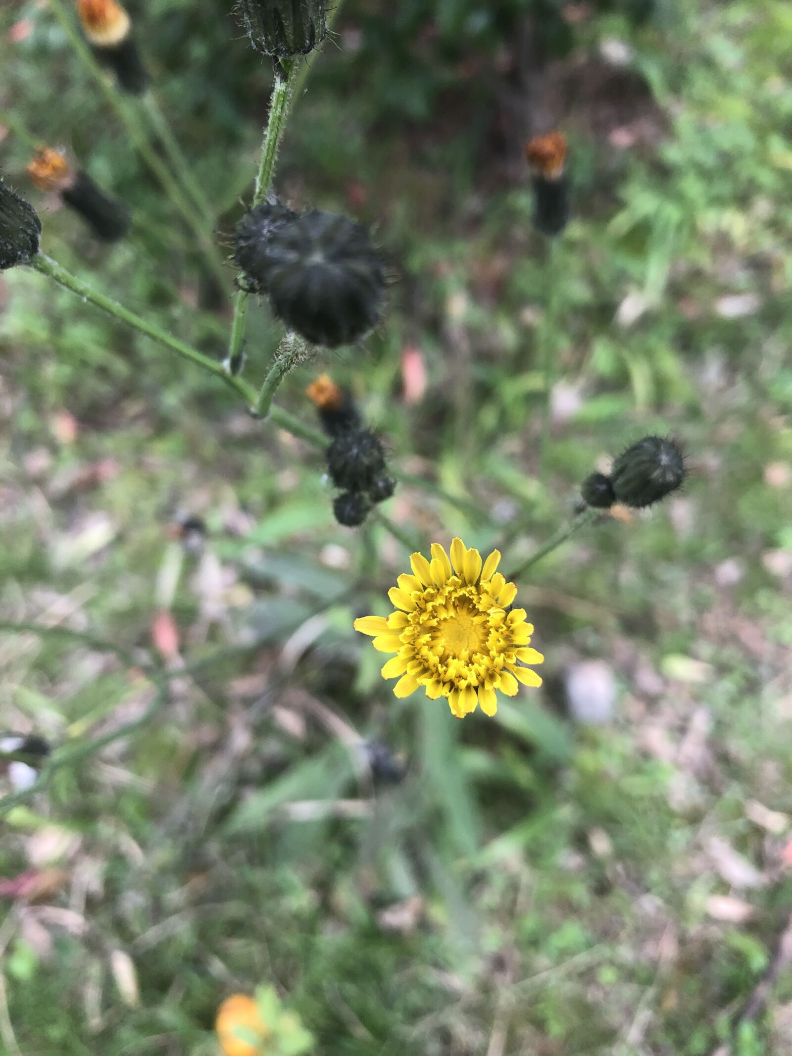 iPhone 8 Plus back dual camera 3.99mm f/1.8 sample photo. Flower, green, nature photography