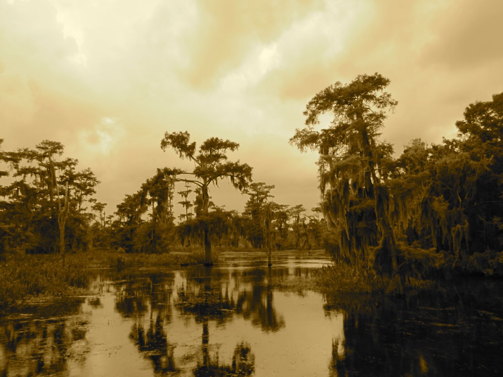 Canon PowerShot SD1300 IS (IXUS 105 / IXY 200F) sample photo. Swamp, bayou, new orleans photography