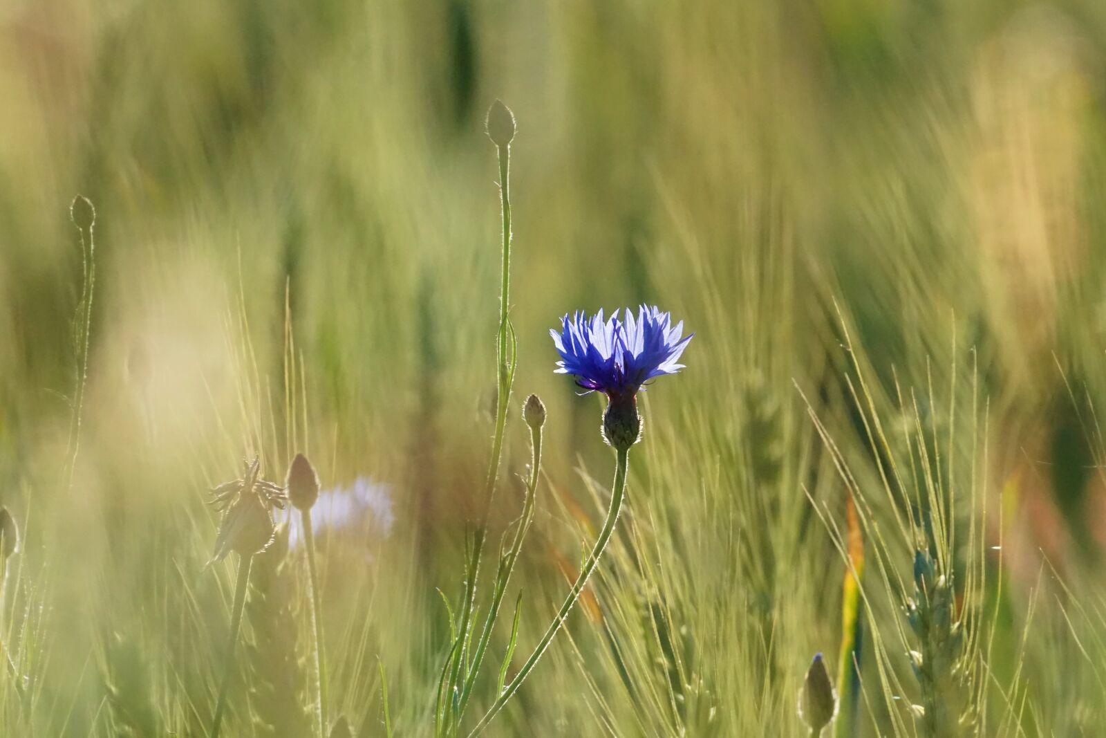 Sony E 70-350mm F4.5-6.3 G OSS sample photo. Cornflower, field, barley photography