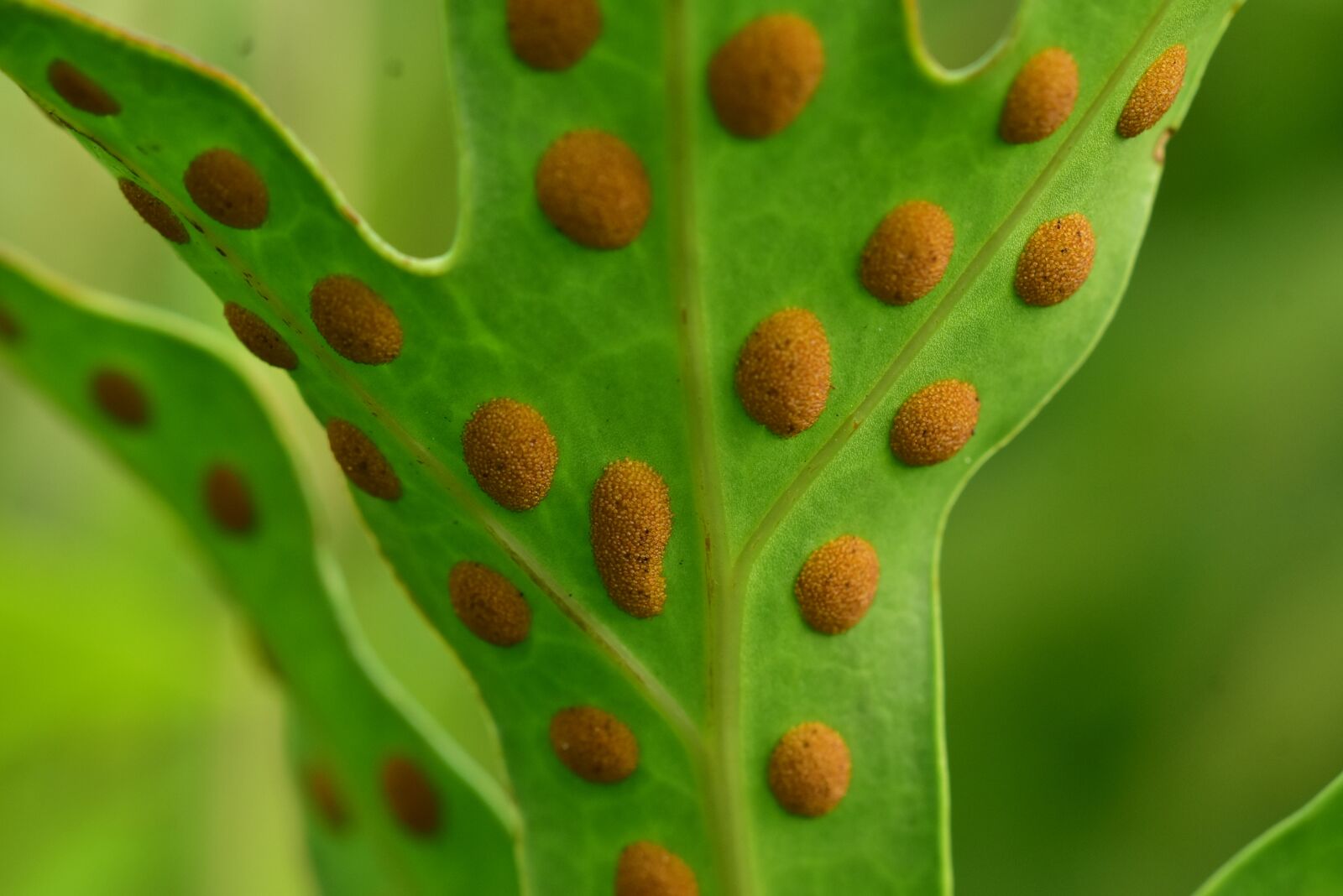 Nikon D3400 sample photo. Fern, ferns, sporangium photography