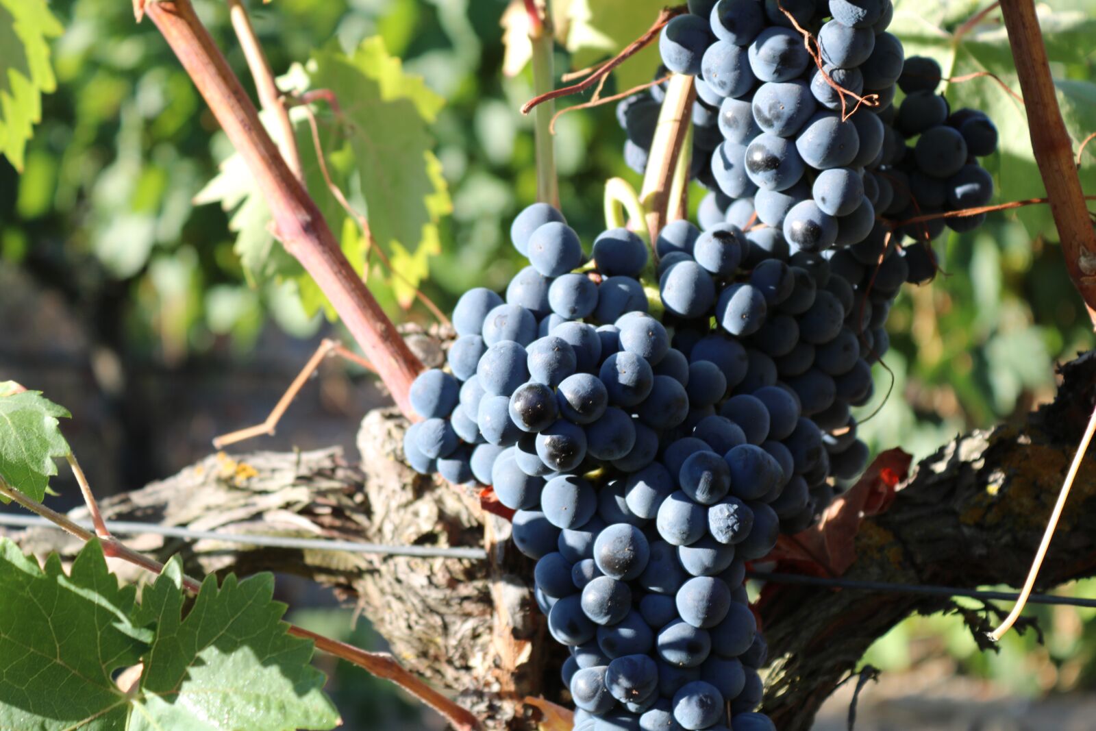 Canon EOS 750D (EOS Rebel T6i / EOS Kiss X8i) sample photo. Cluster, grapes, grape photography