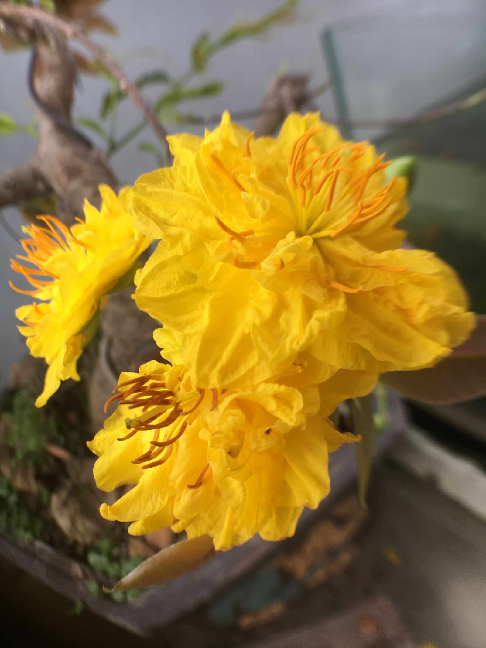 Apple iPhone 6s sample photo. Tags separated by comma photography