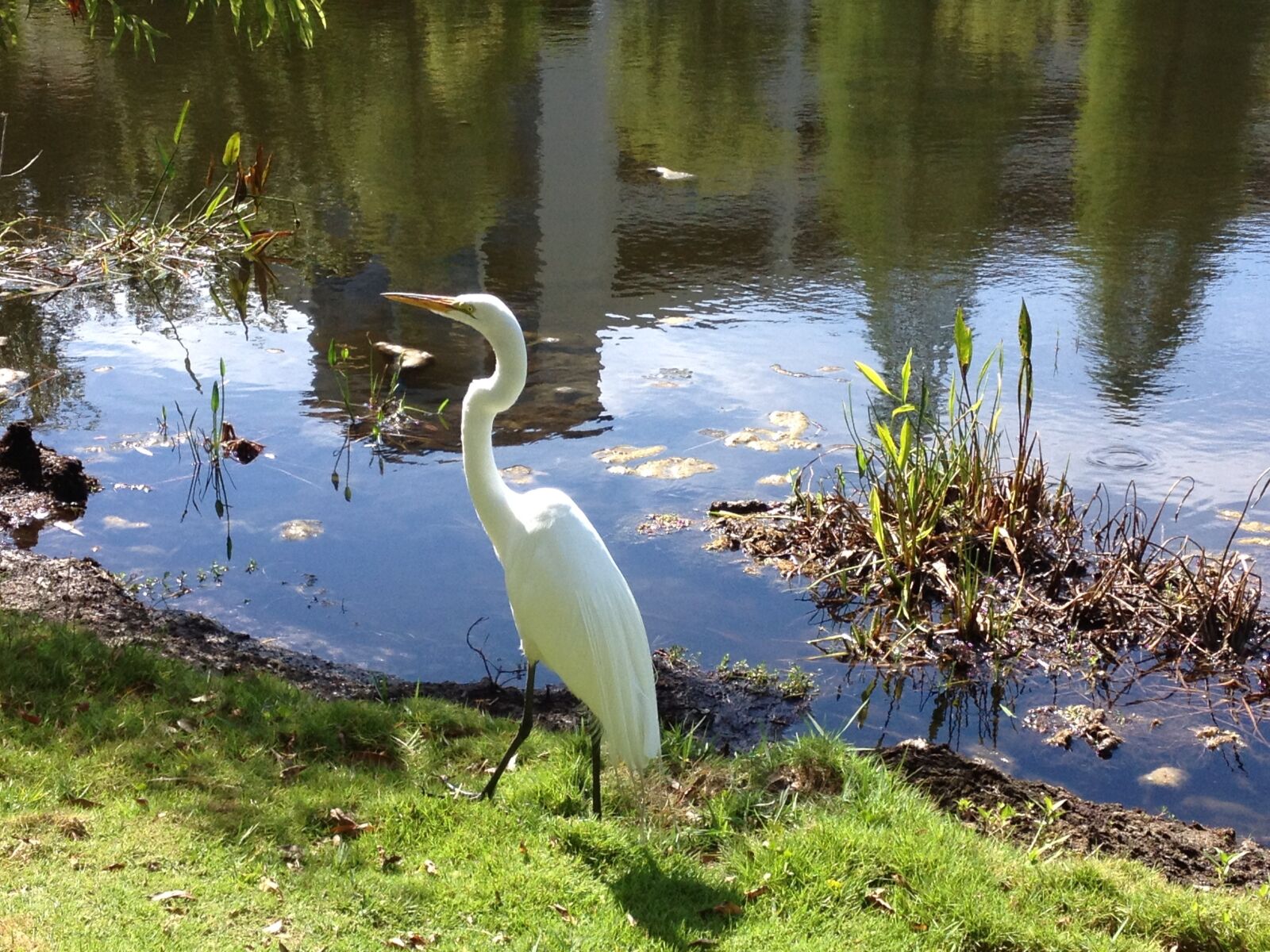 iPhone 4S back camera 4.28mm f/2.4 sample photo. White heron, bird, heron photography