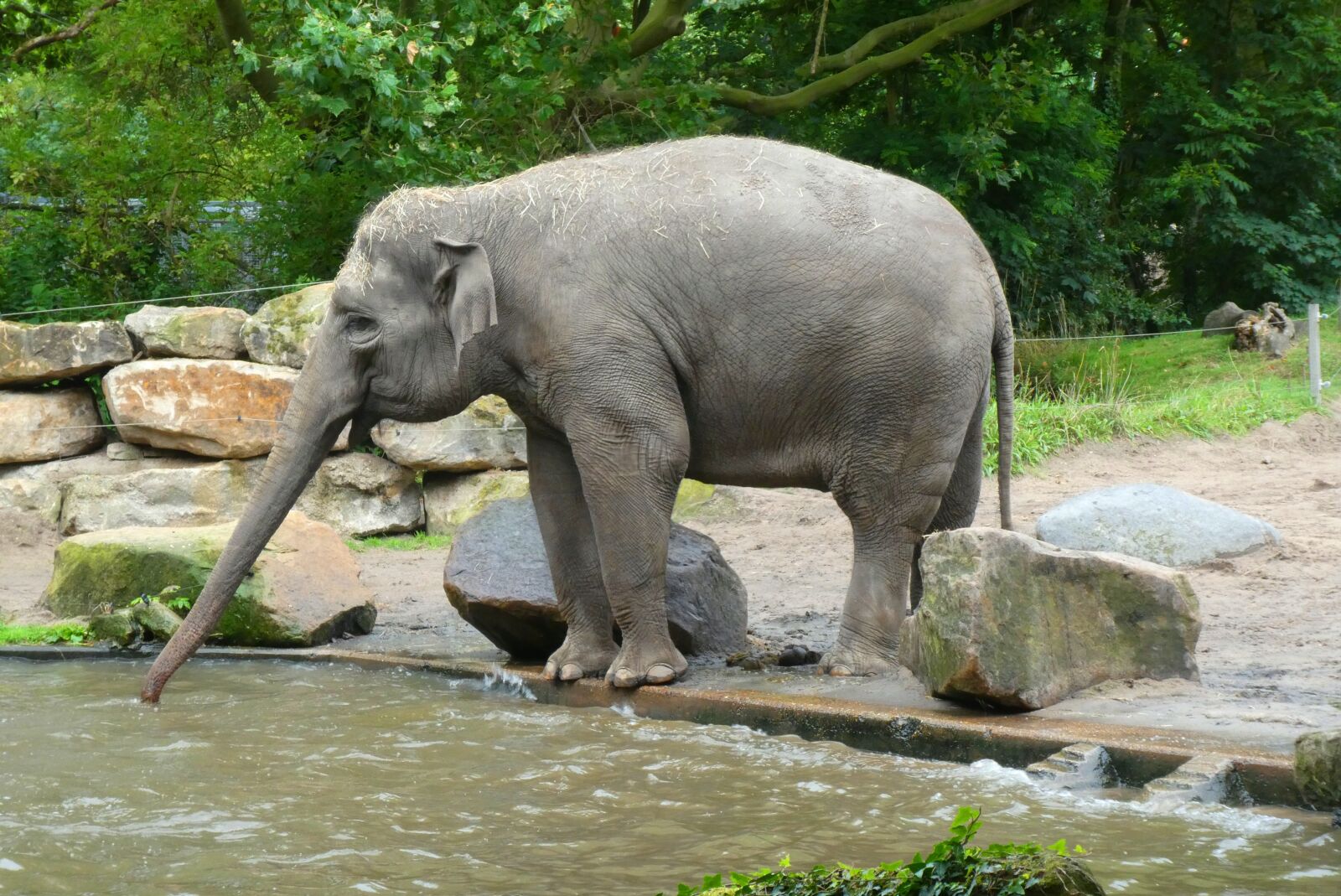 Panasonic Lumix DC-ZS70 (Lumix DC-TZ90) sample photo. Elephants, water, funny photography
