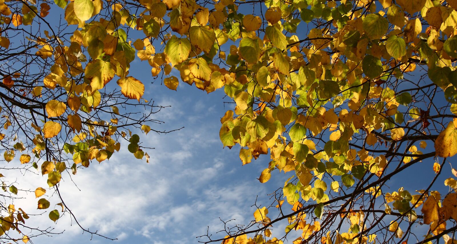 Canon EOS 400D (EOS Digital Rebel XTi / EOS Kiss Digital X) sample photo. Autumn, trees, leaves photography