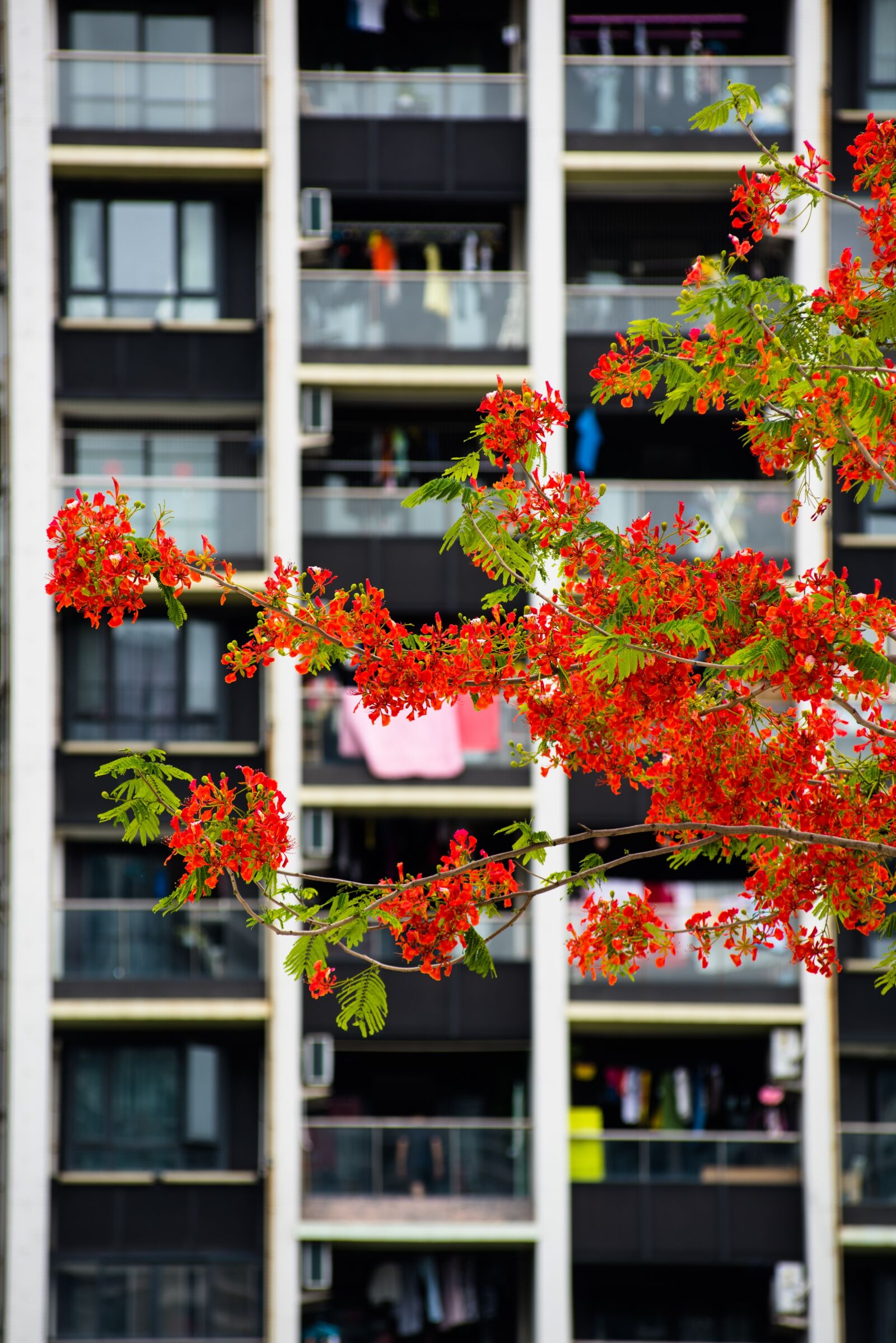 Nikon D810 sample photo. Phoenix wood, city, buttercup photography