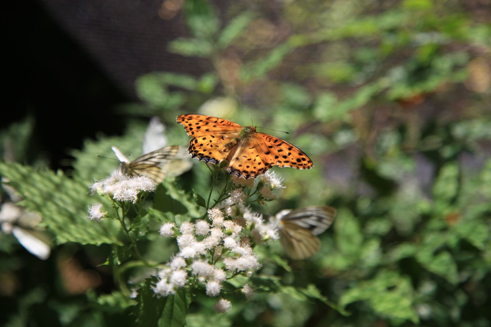 Canon EOS 6D + Canon EF 24-105mm F4L IS USM sample photo. Flowers, butterfly, insects photography