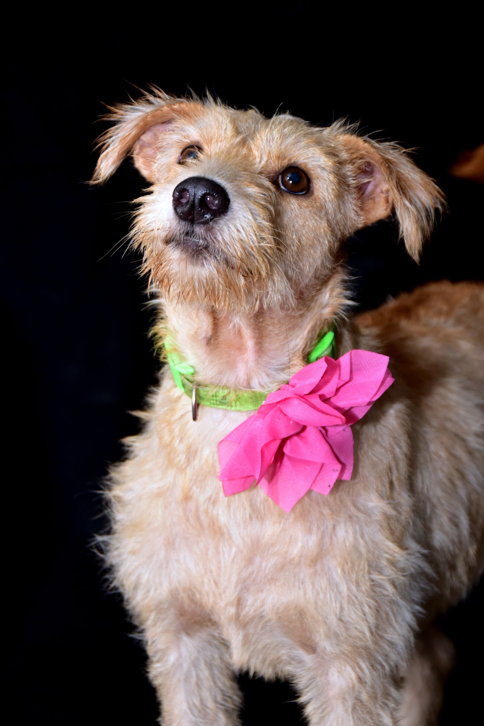 Nikon D810 sample photo. Dog, happy, portrait photography