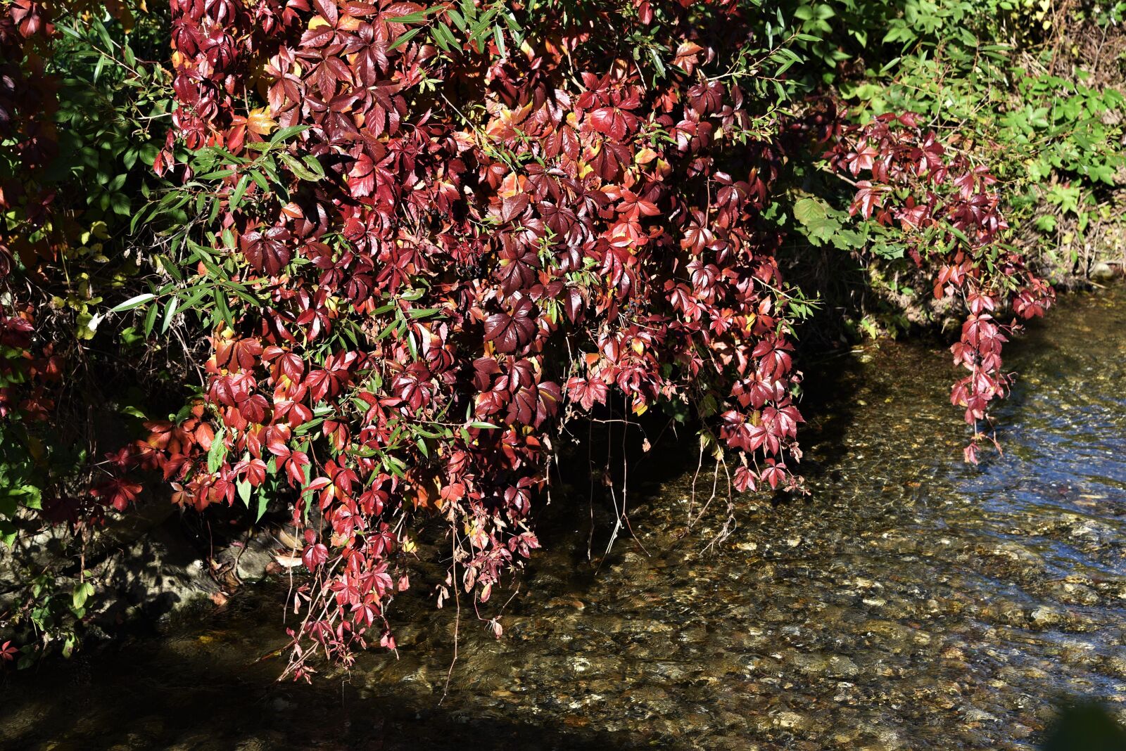 Nikon D750 sample photo. Autumn, leaves, bach photography