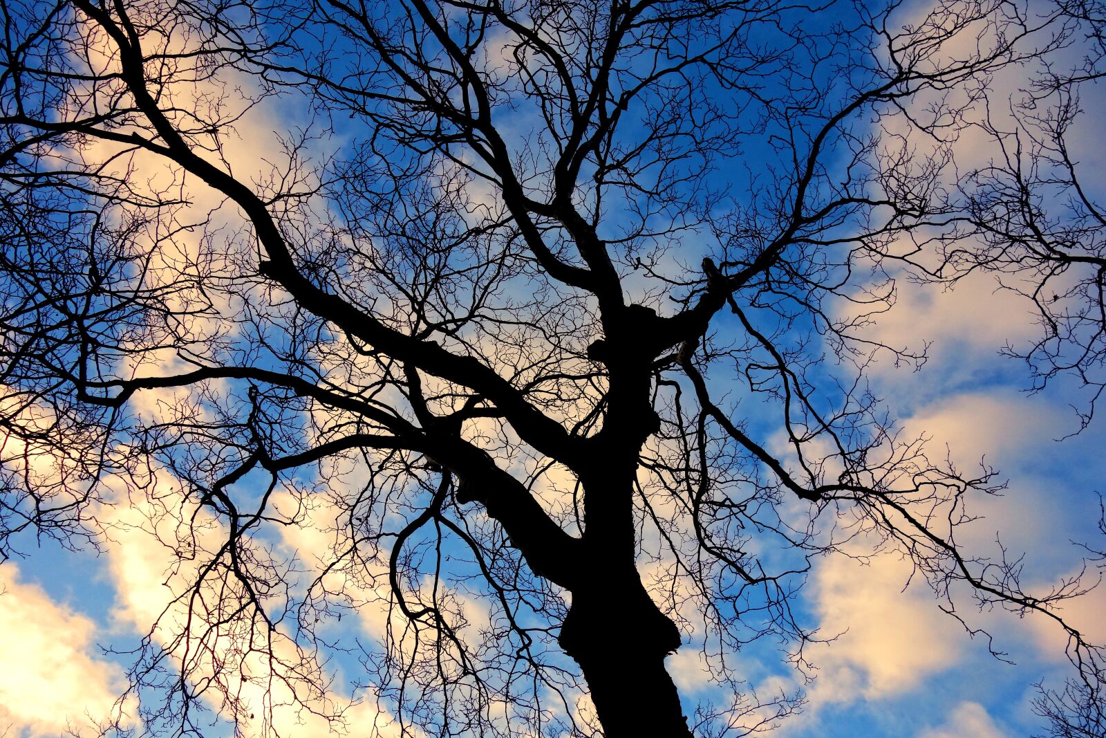Sony Cyber-shot DSC-RX100 sample photo. Tree, tree top, branches photography