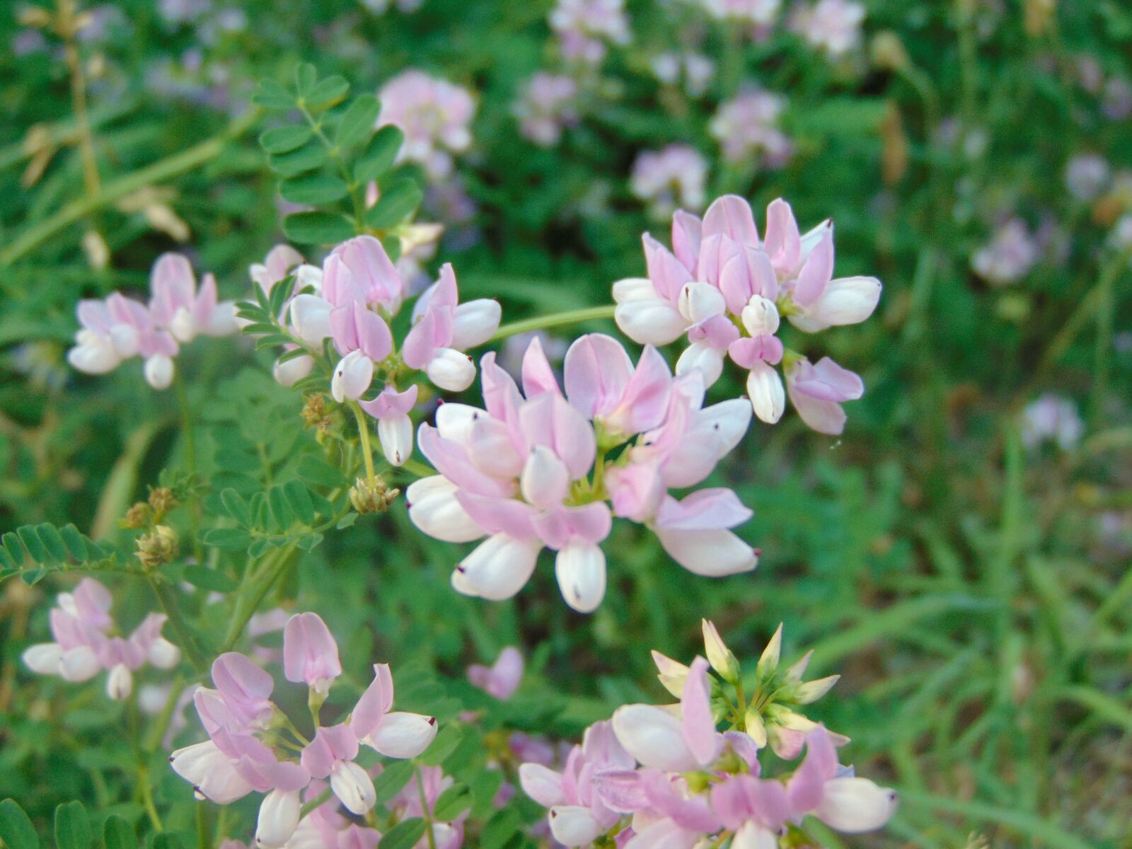 Sony Cyber-shot DSC-H300 sample photo. Flower, pink, nature photography