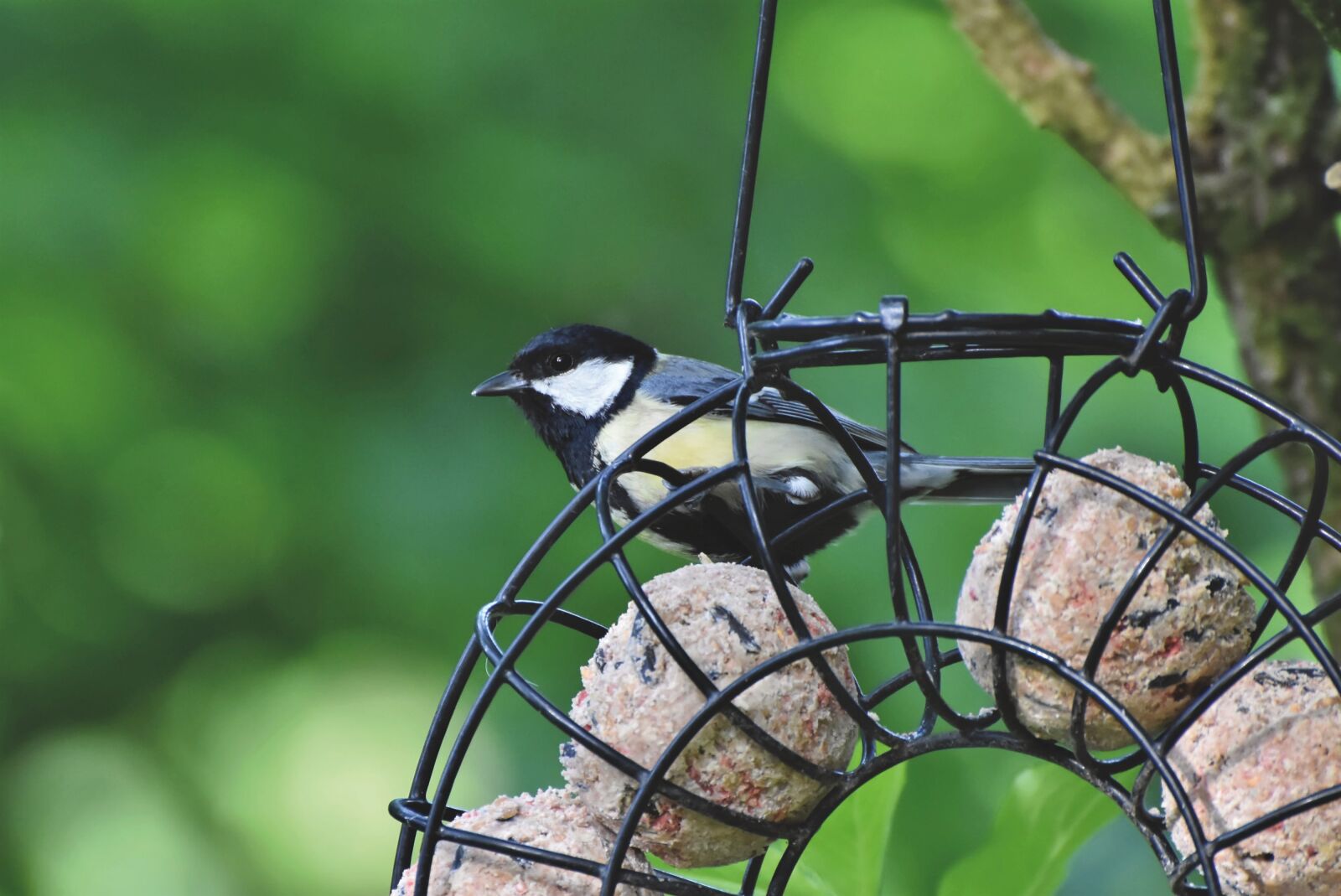 Nikon D7200 sample photo. Tit, songbird, small bird photography