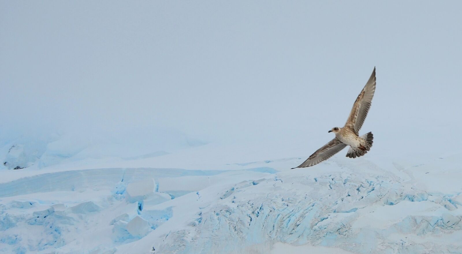 Nikon D7000 sample photo. Bird, wings, antarctica photography